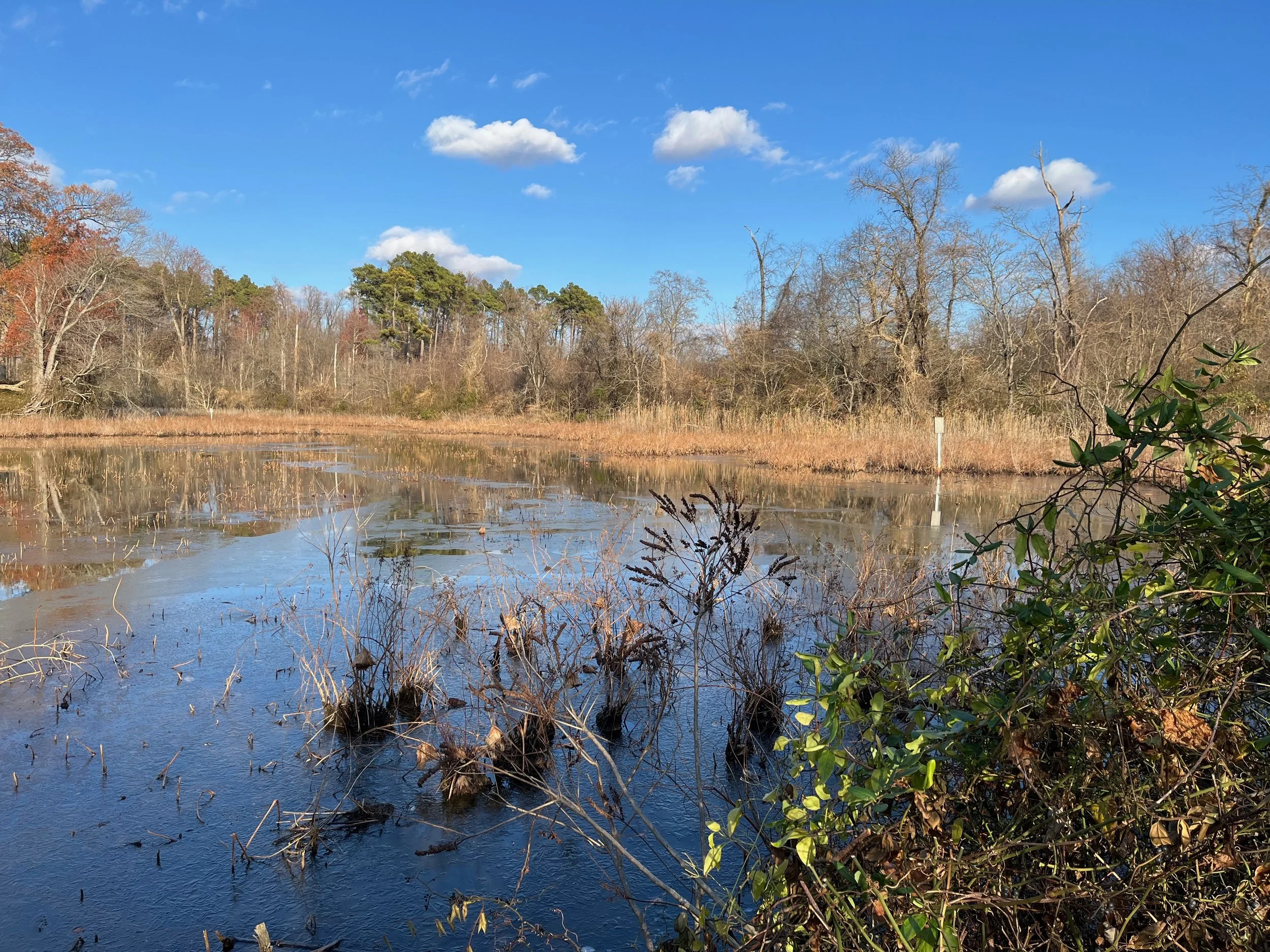 Pond