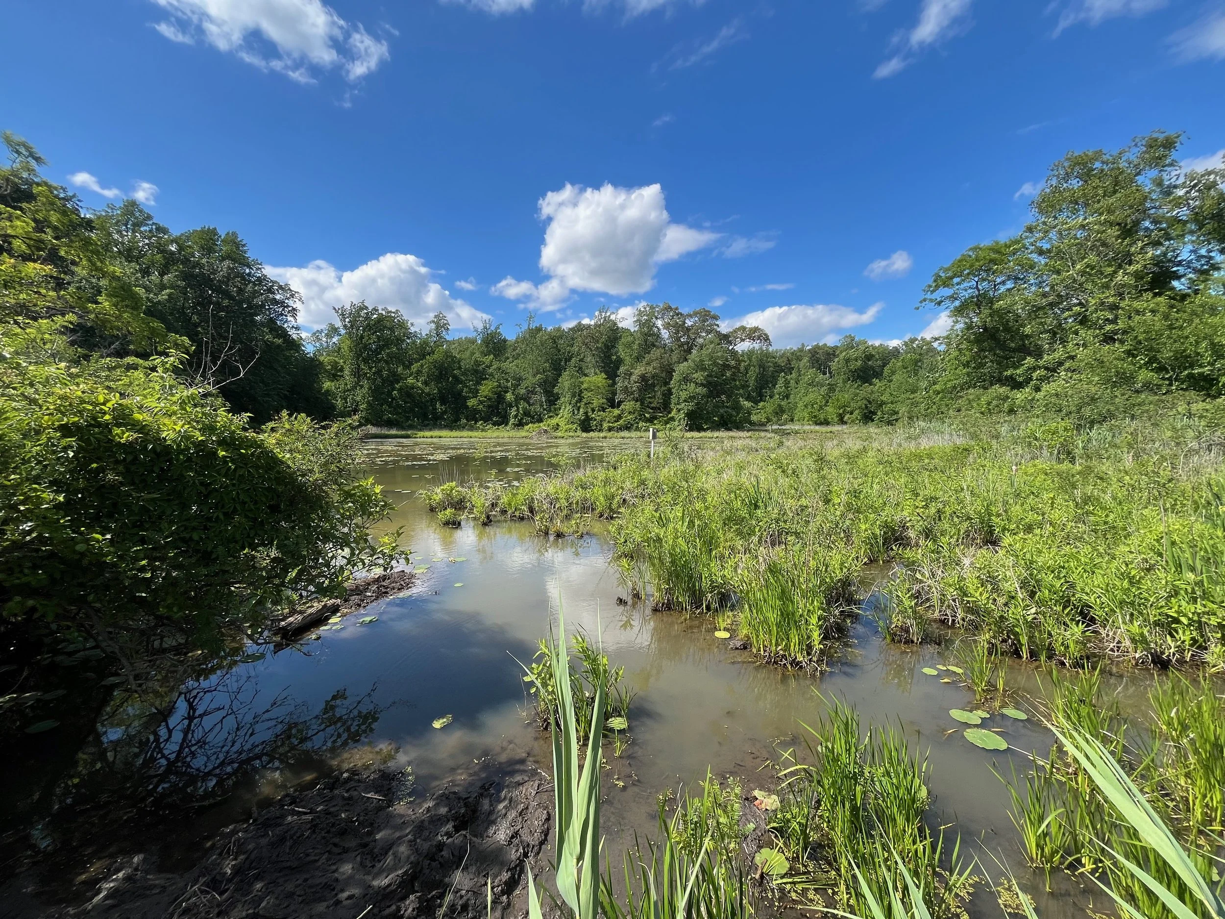 Pond