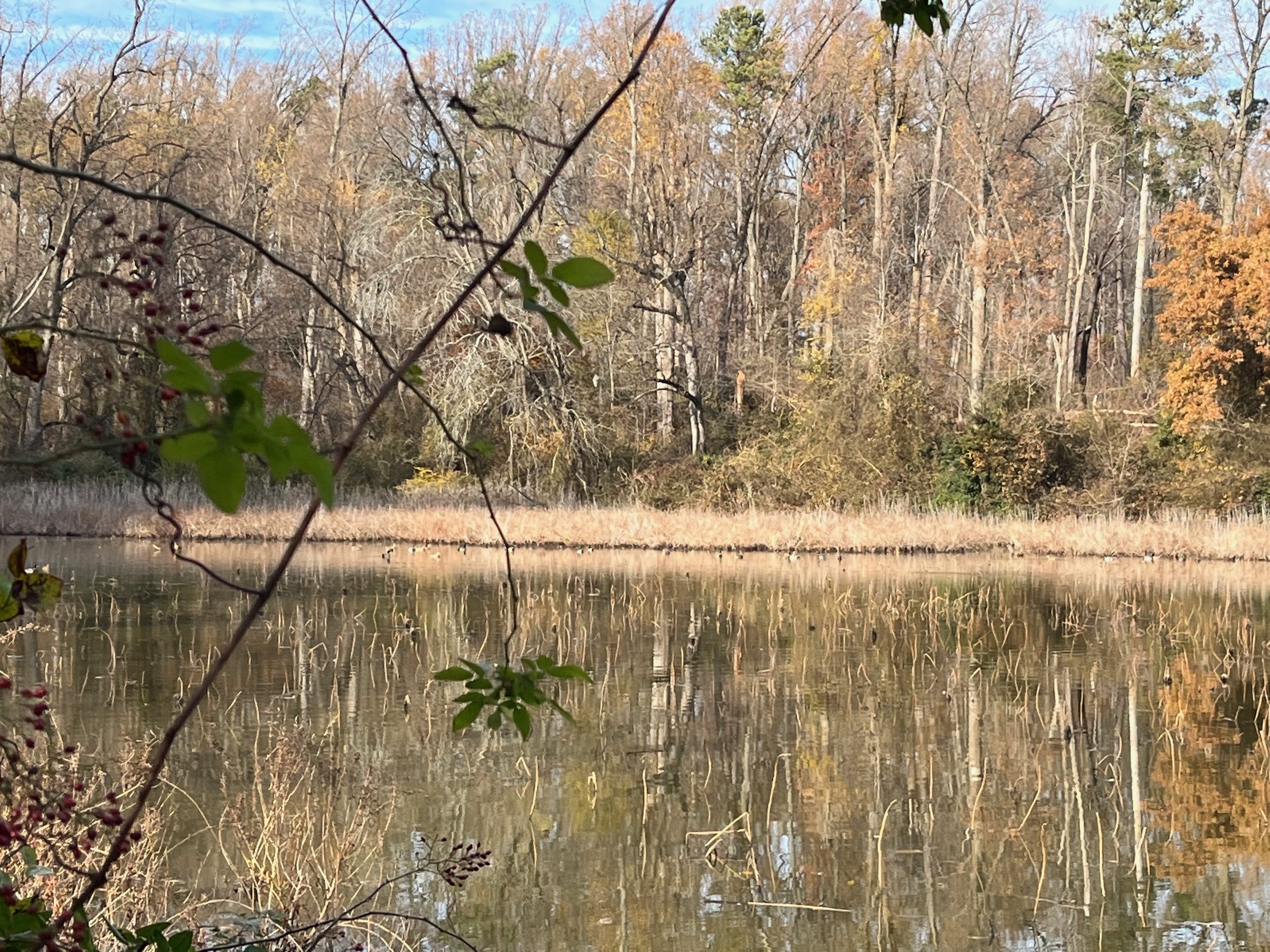Pond