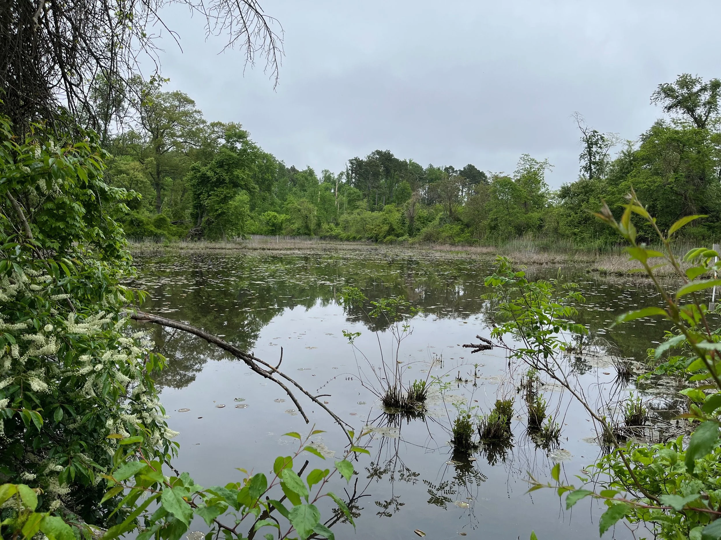 Pond