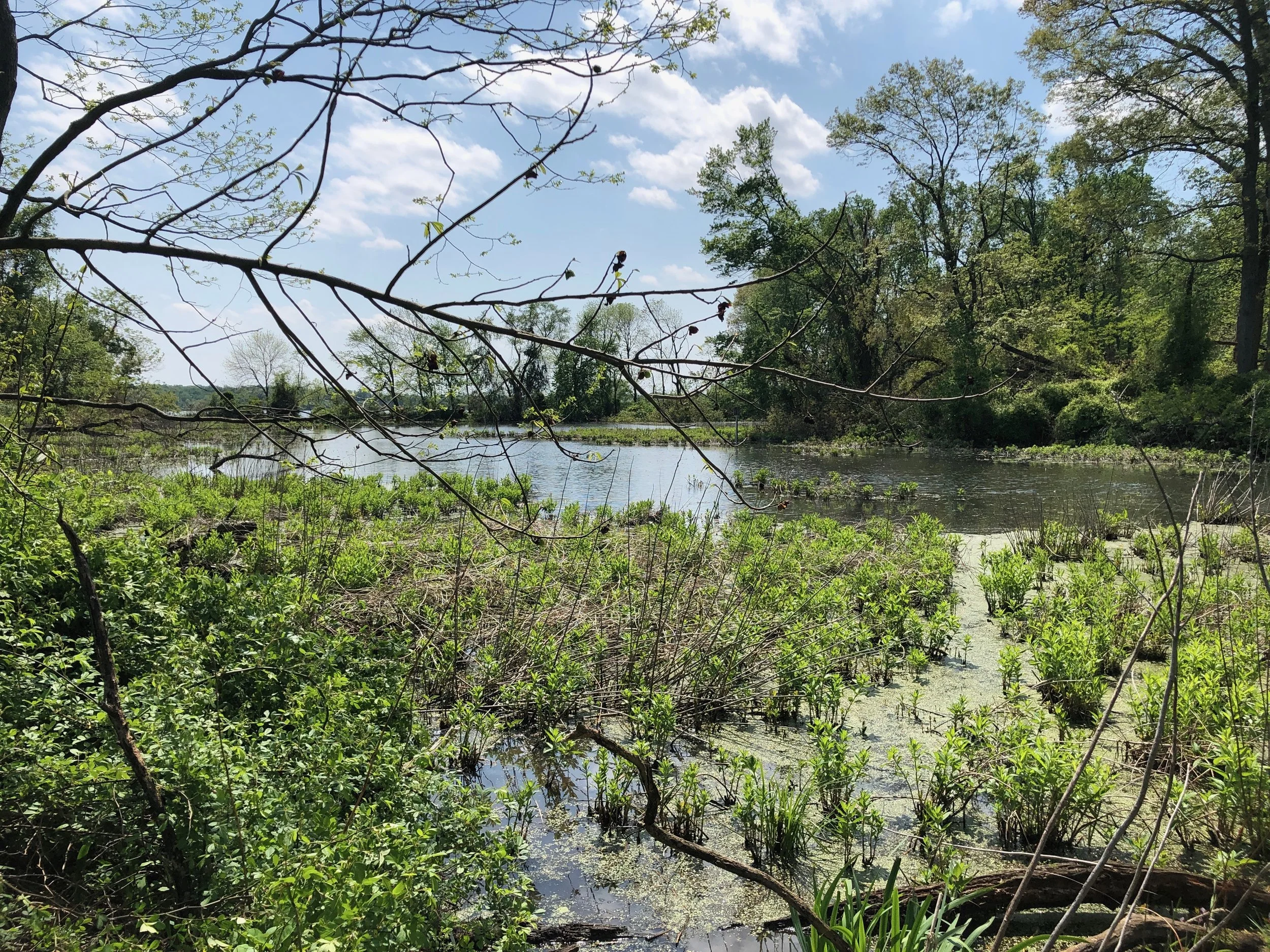 Pond