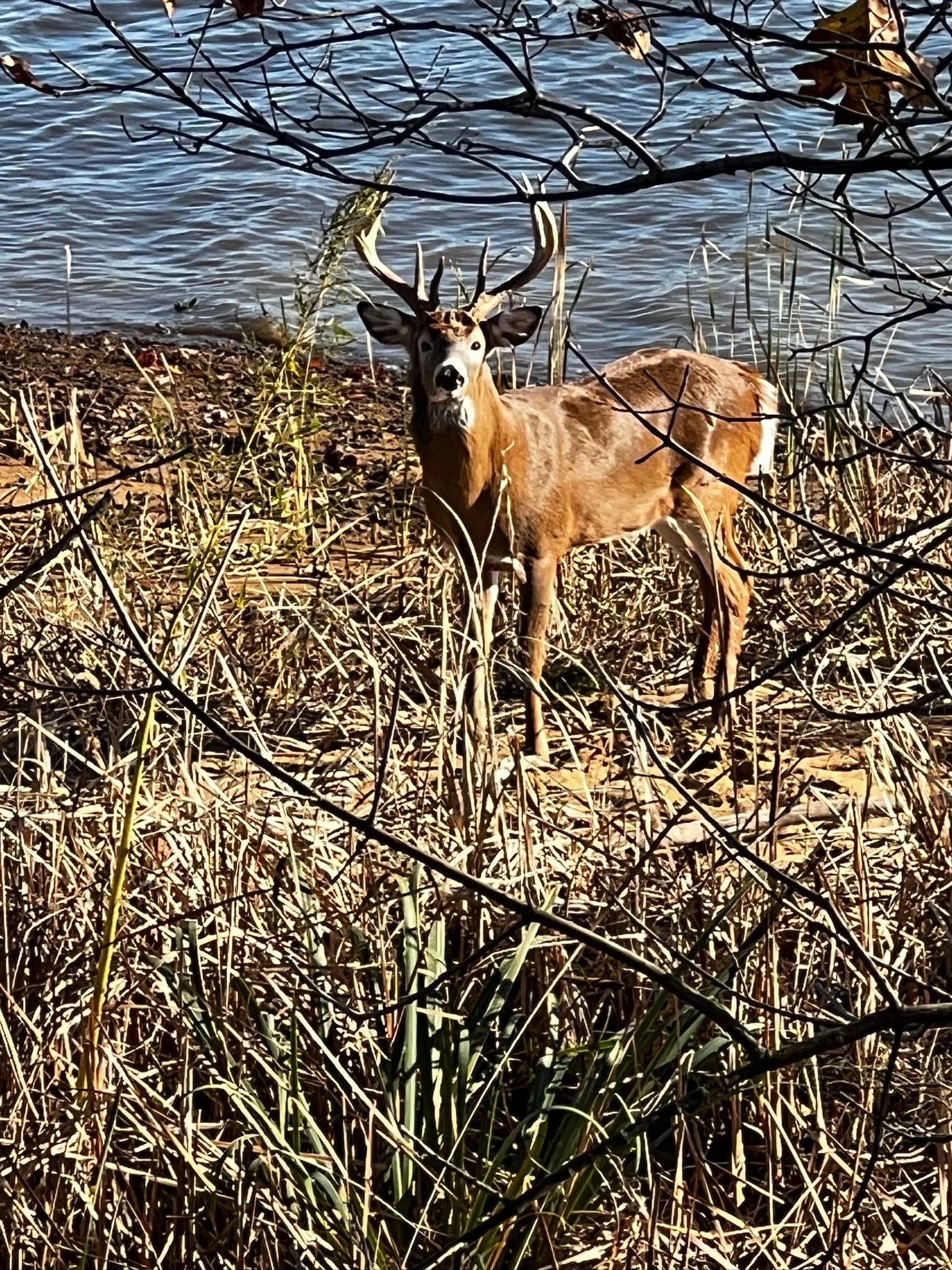 IMG_0206.jpeg