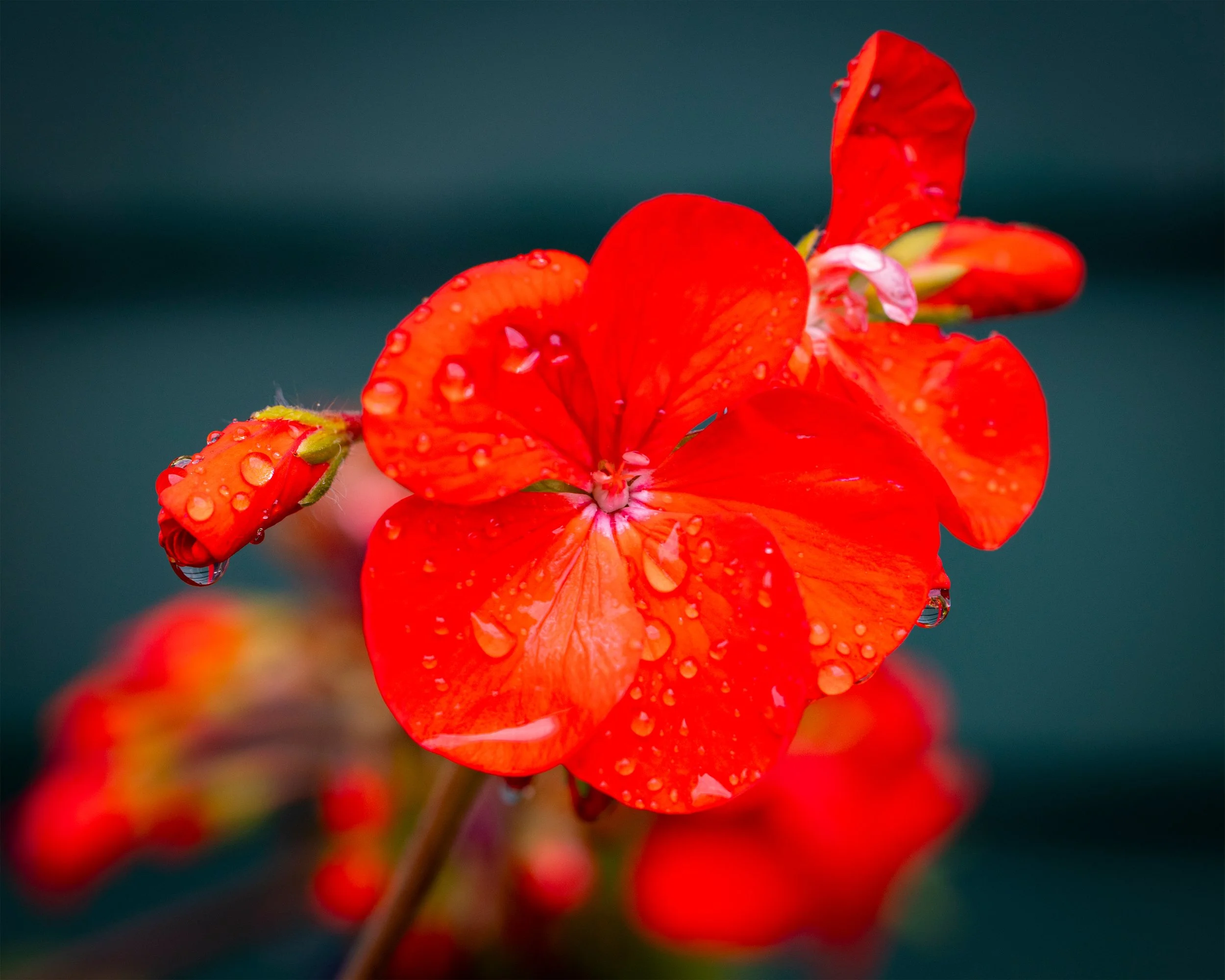 A Scarlet Spring 8x10 4x3.jpg