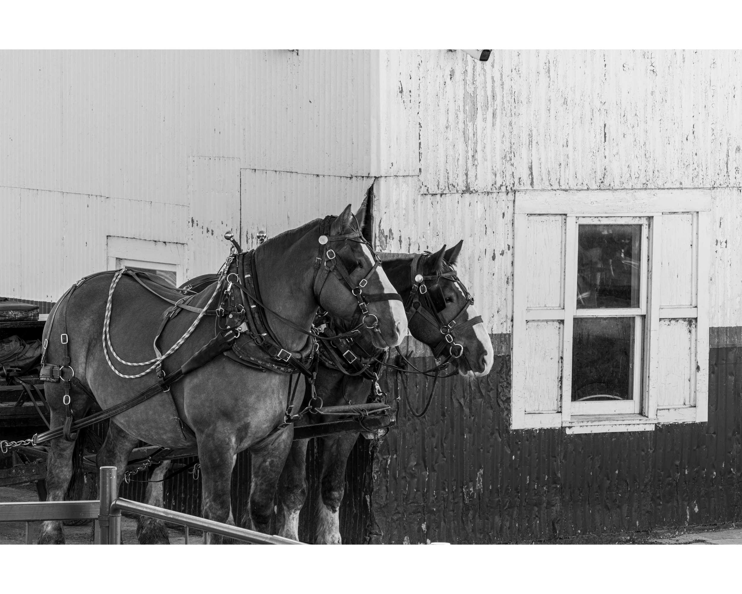 Arnold's Horse Power 11x14 4x5T WebP.webp