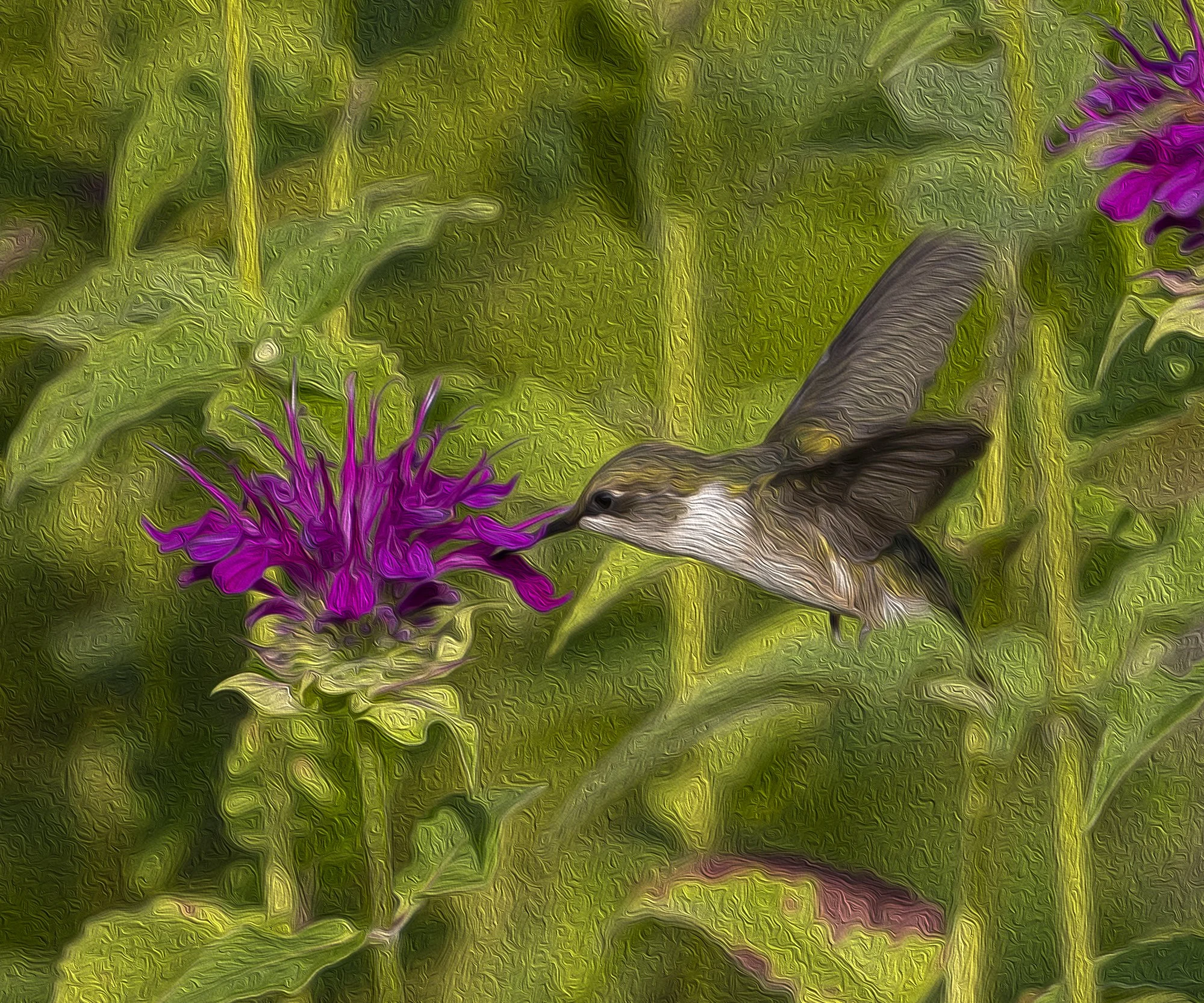 JoBird - Northern MI.jpg