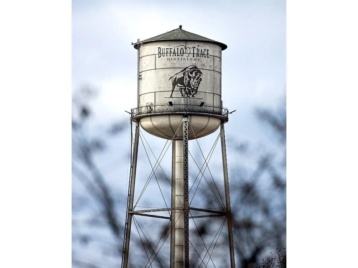 Water Buffalo - Buffalo Trace Distillery, KY.jpg