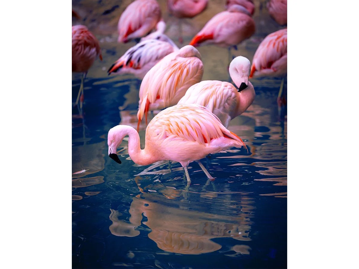 Pink Flamingos - Atlanta, GA.jpg
