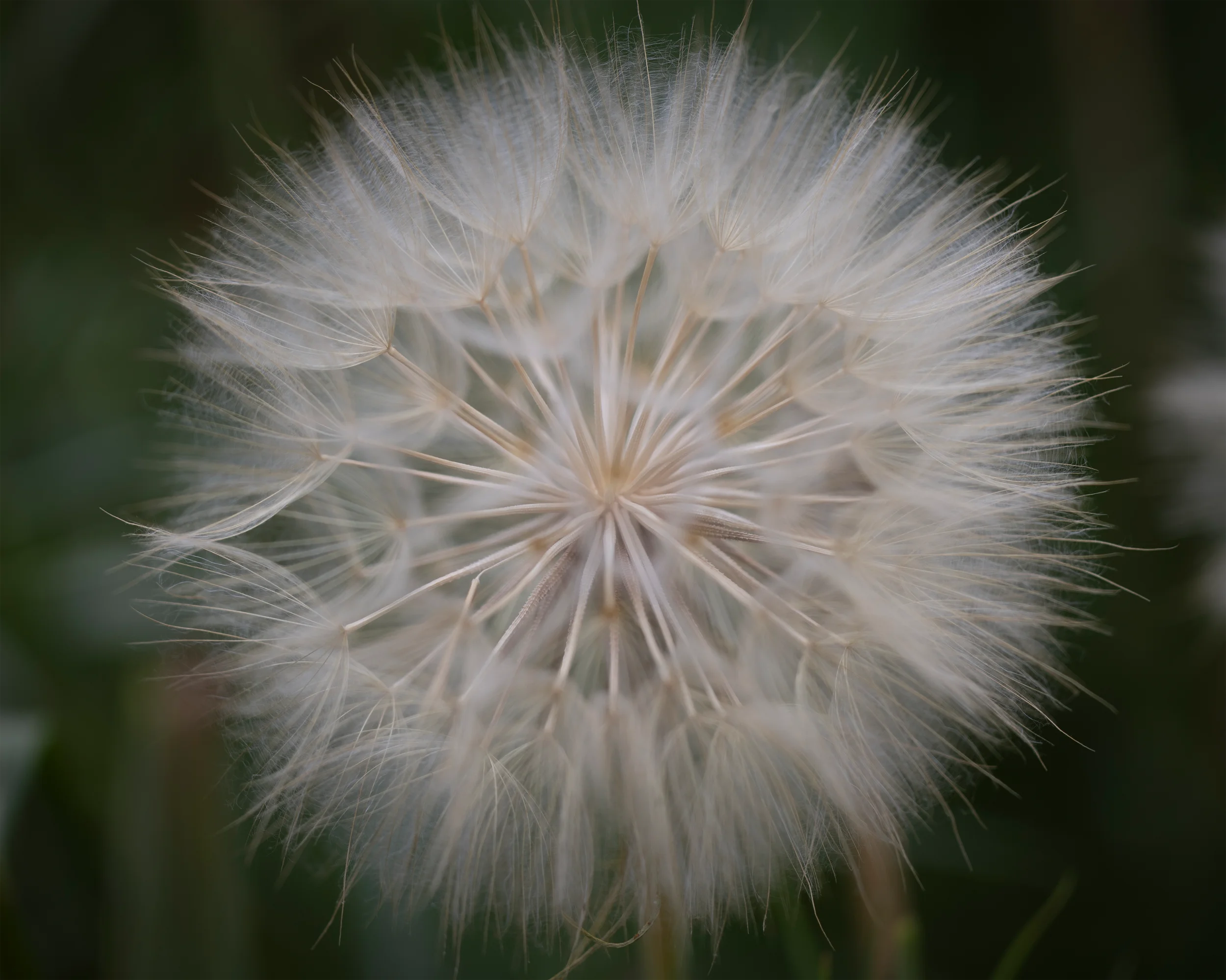 Let Your Dreams Take Flight 8x10 4x5T WebP.webp
