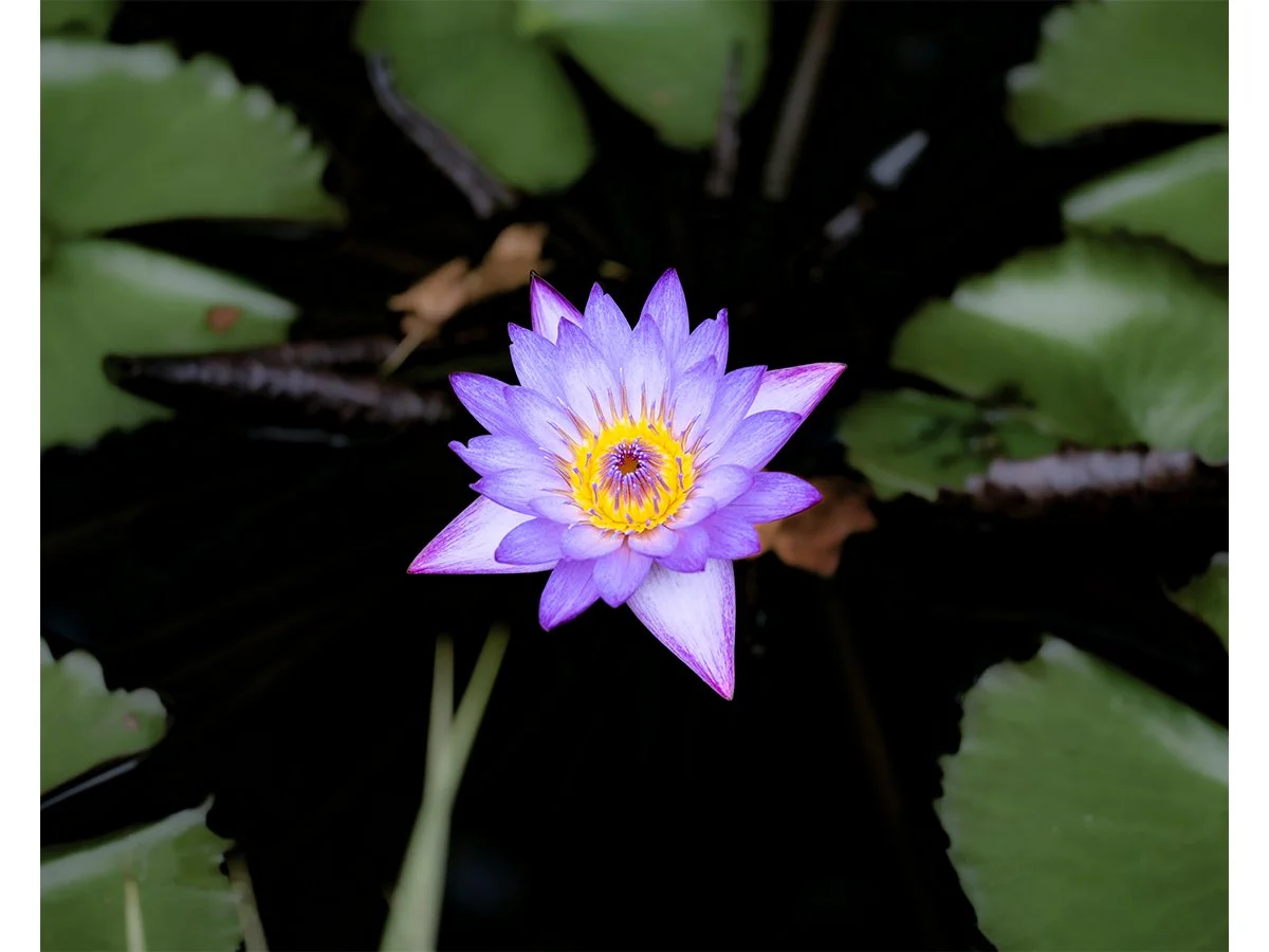 Lily Pad Lotus - Atlanta, GA.jpg