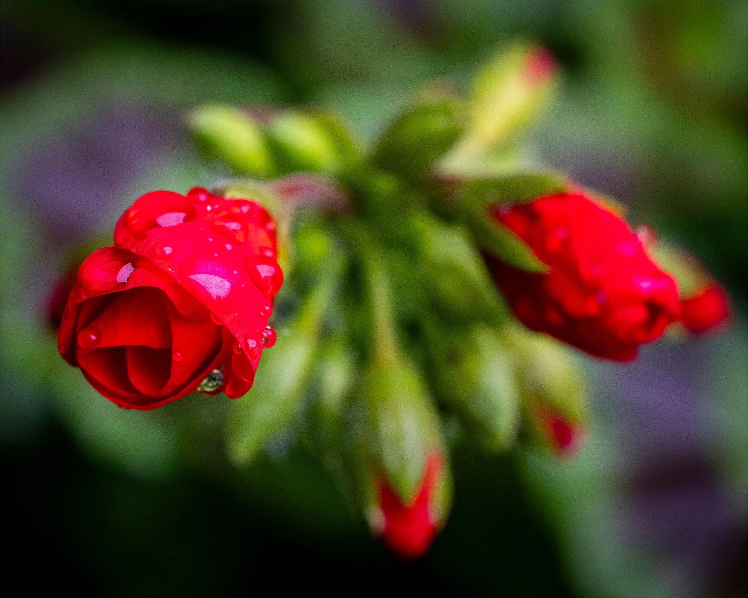 Scarlet Symphony 8x10 4x5.jpg