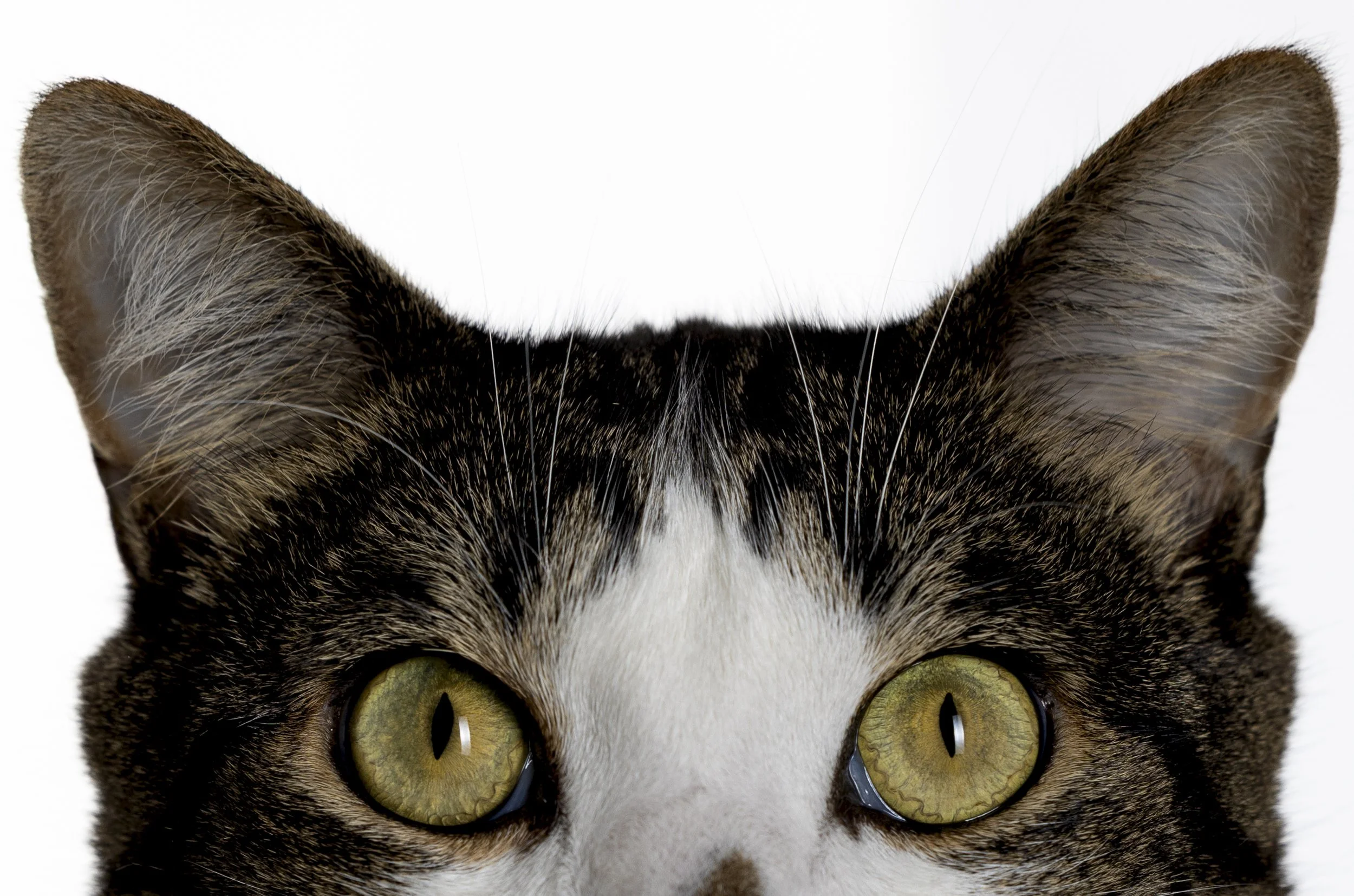 Eugene 1st Portrait Session (5 of 7).jpeg