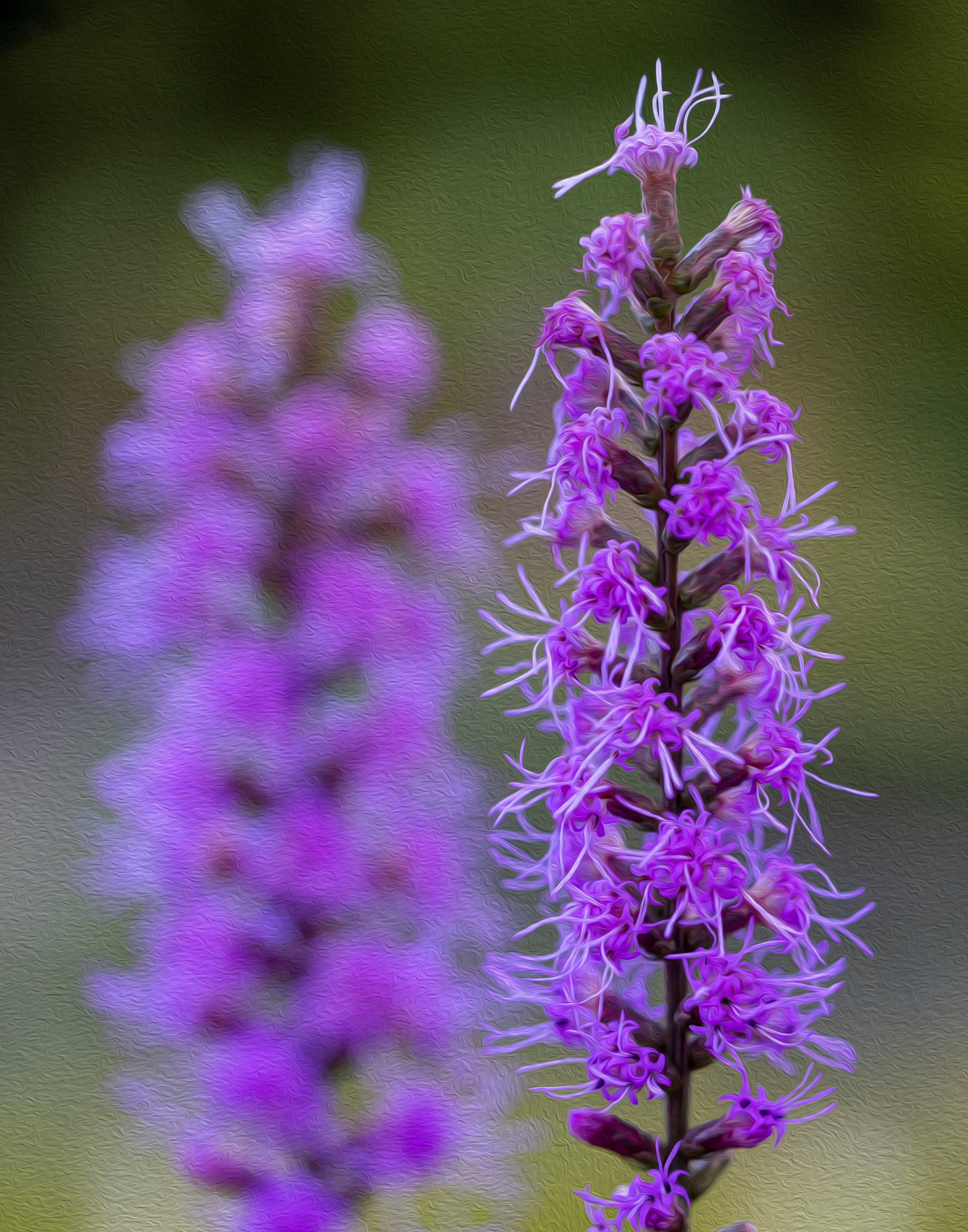 Atlanta Garden Flowers