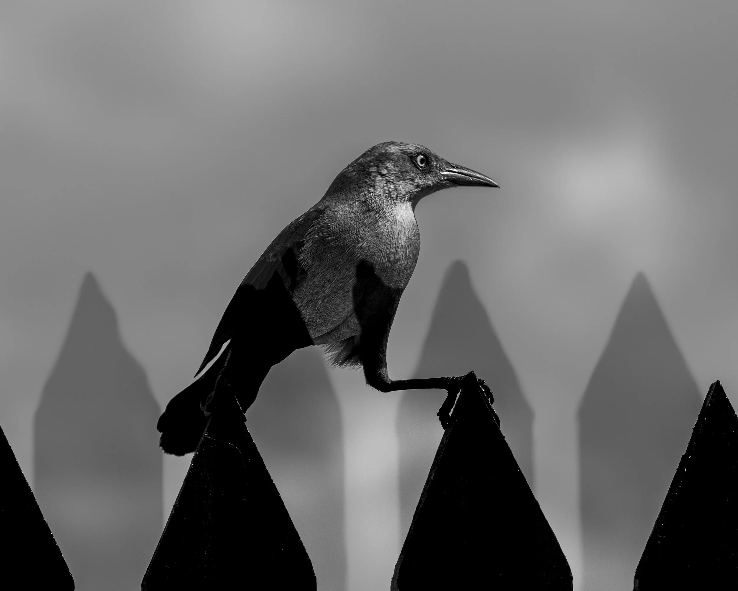 Hitchcock - St Lucia.jpg