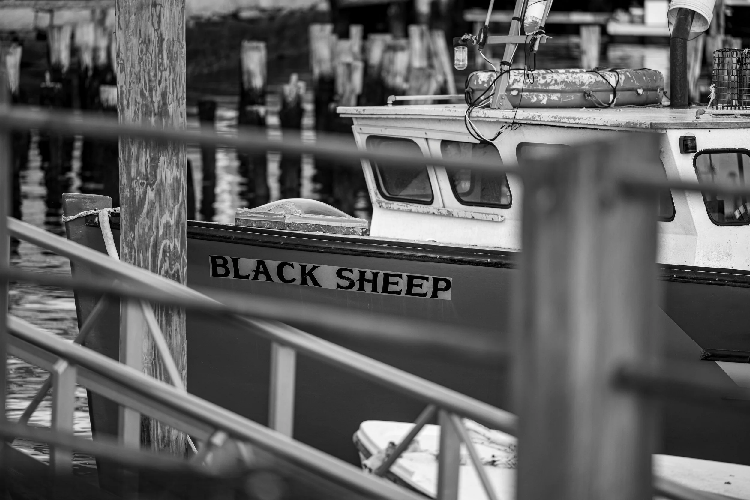 Black Sheep