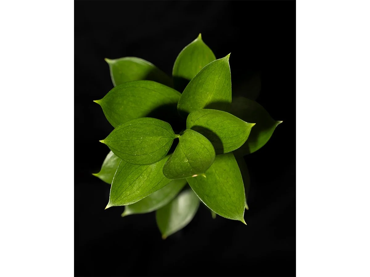 Succulent
