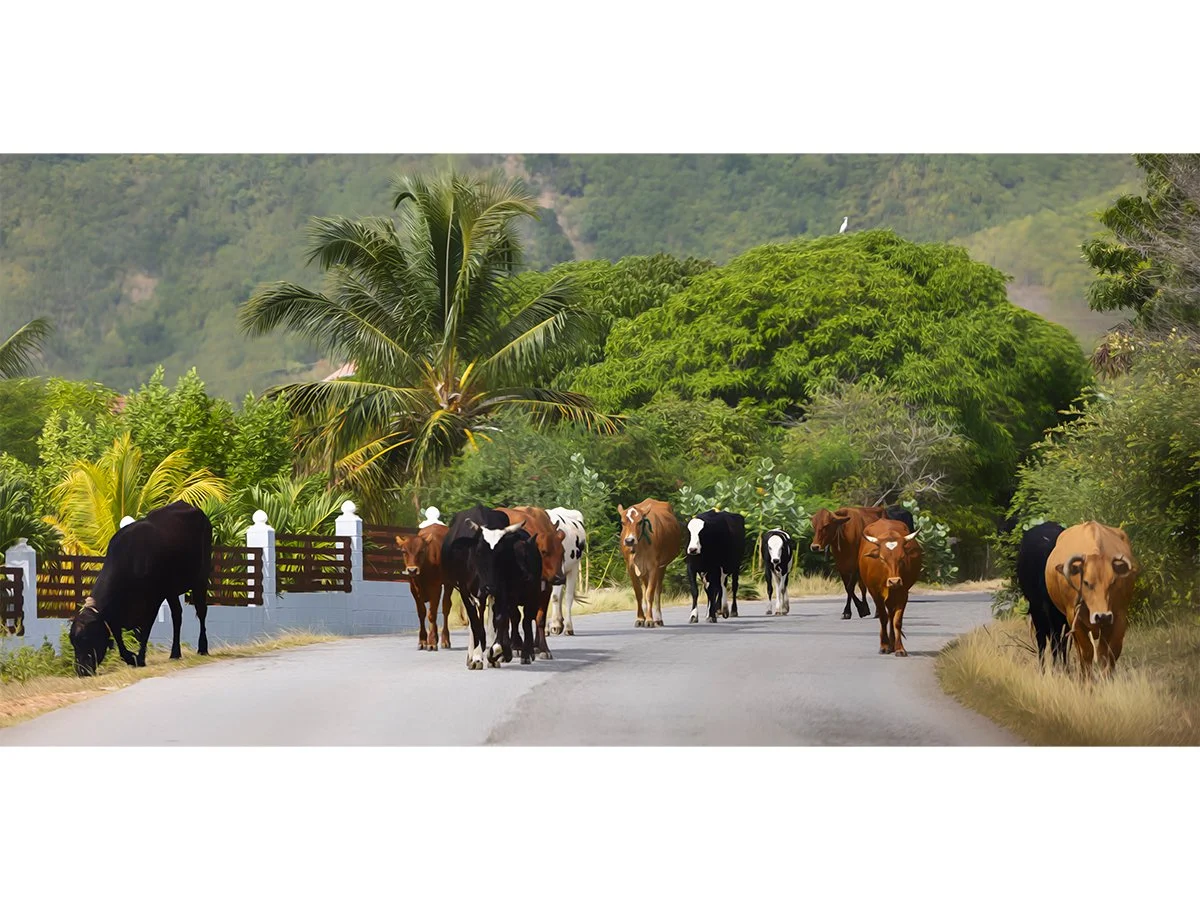 Caribbean Cattle