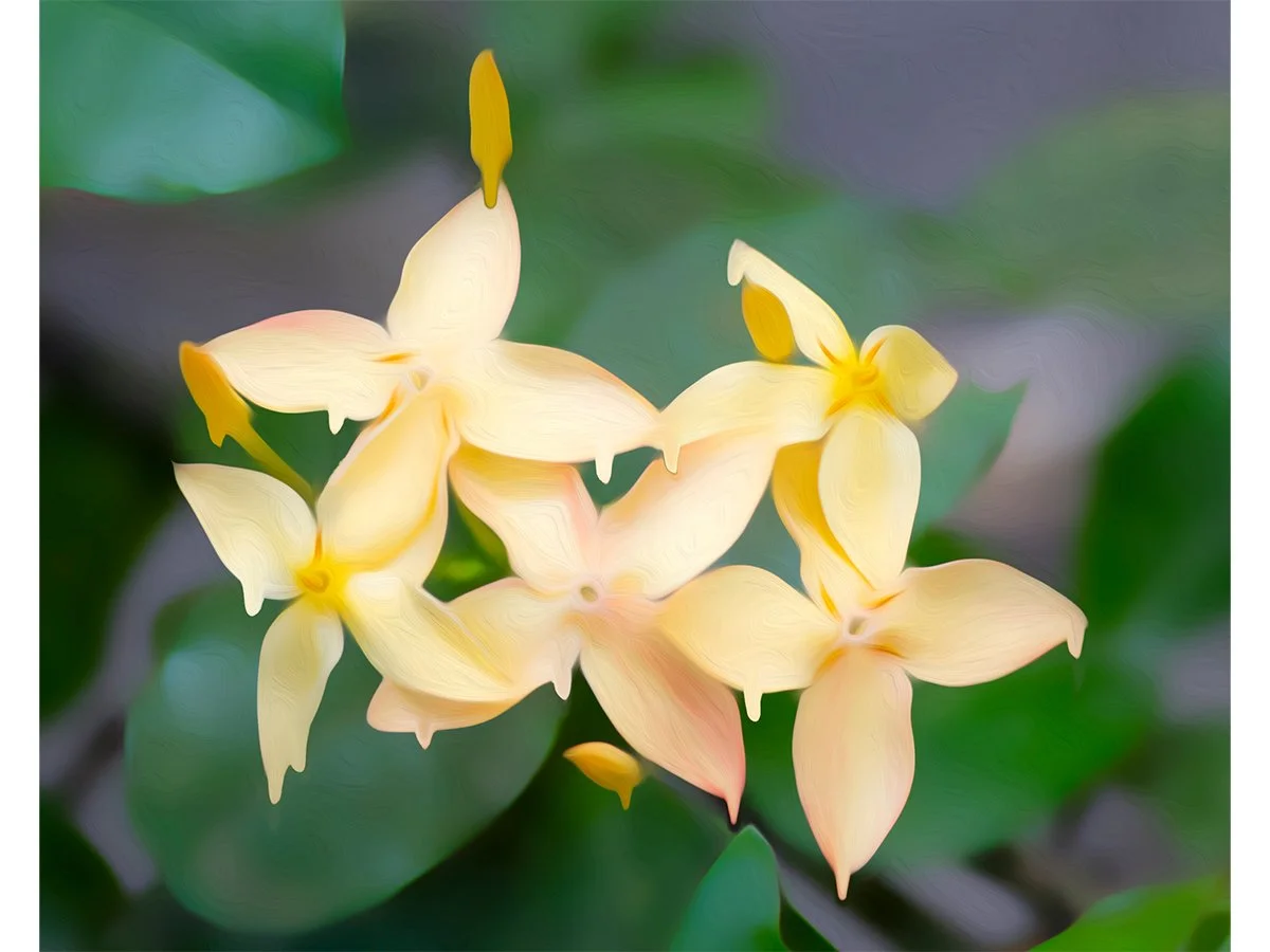 Gardenia Drip