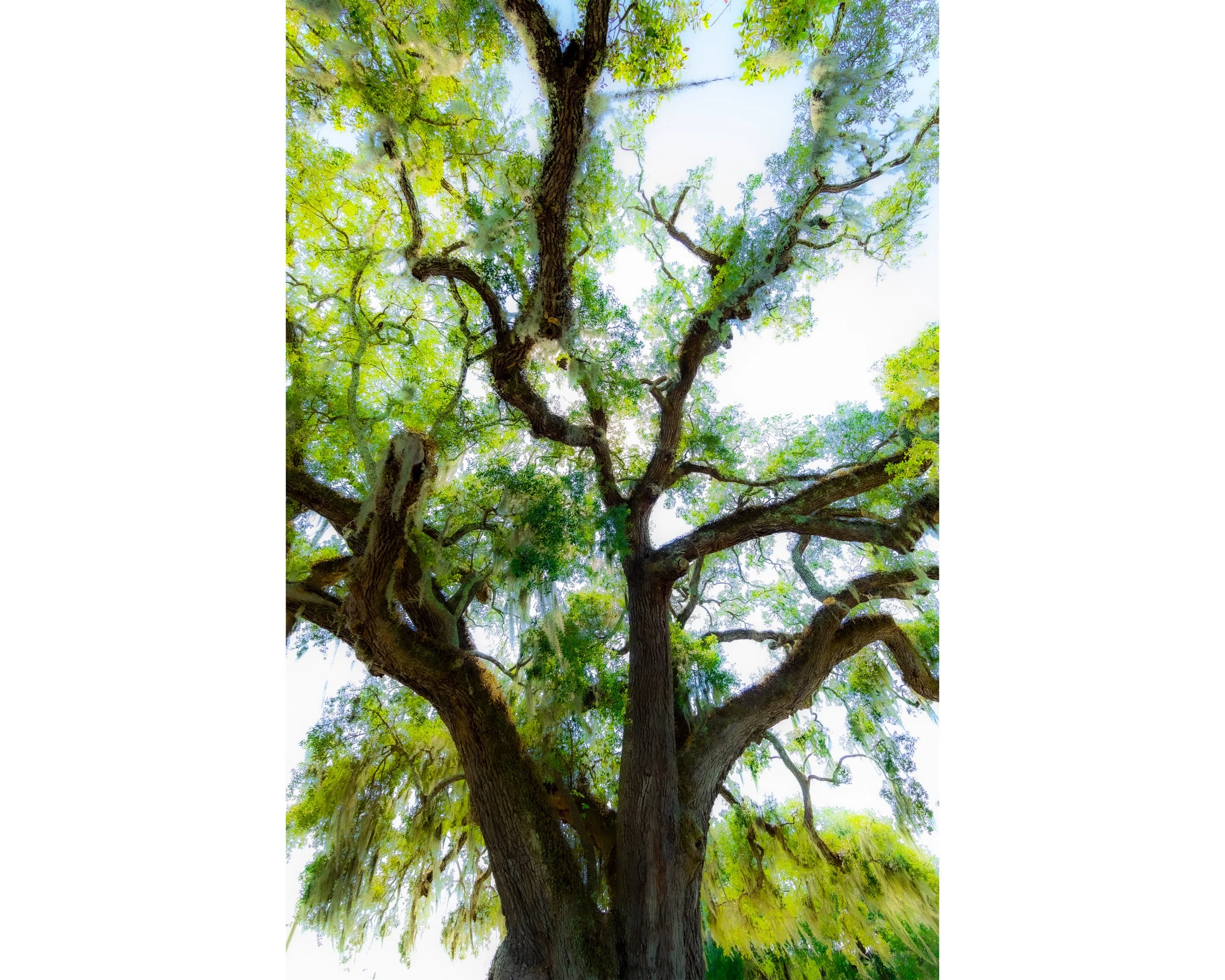 Under The Old Oak Tree