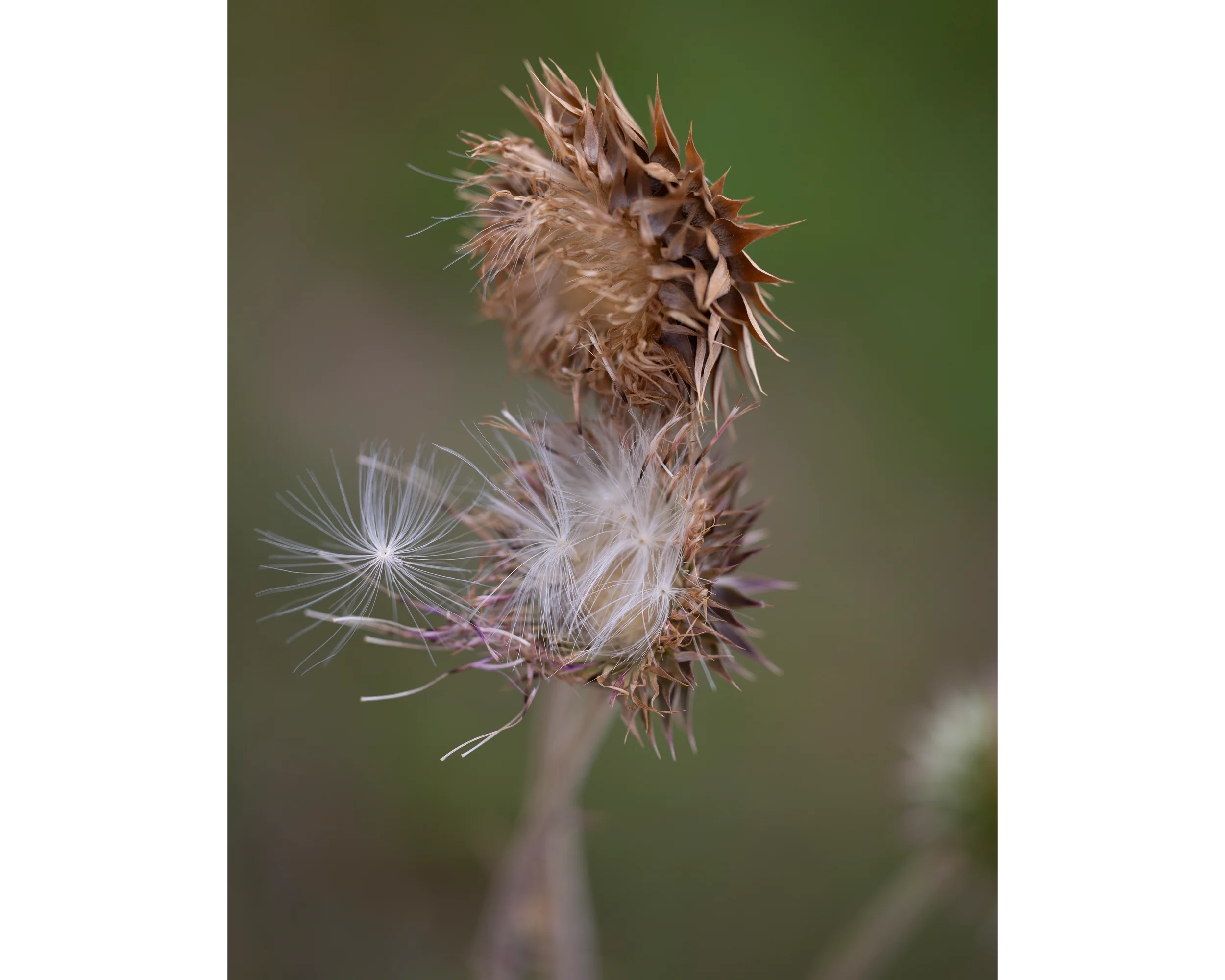 Holder of Wishes 11x14 4x5T WebP.webp
