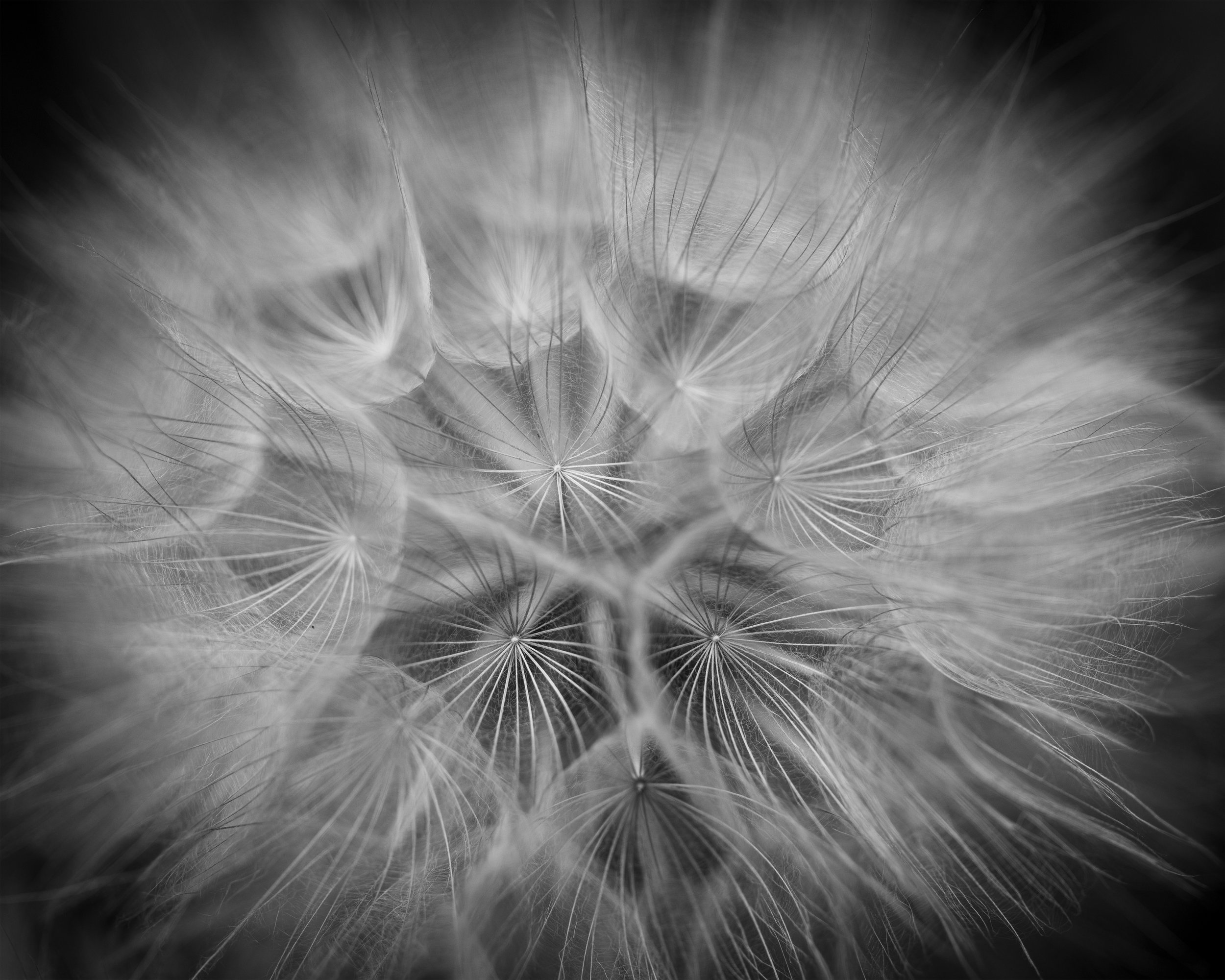 The Matrix of Wishes 8x10 4x5.jpg