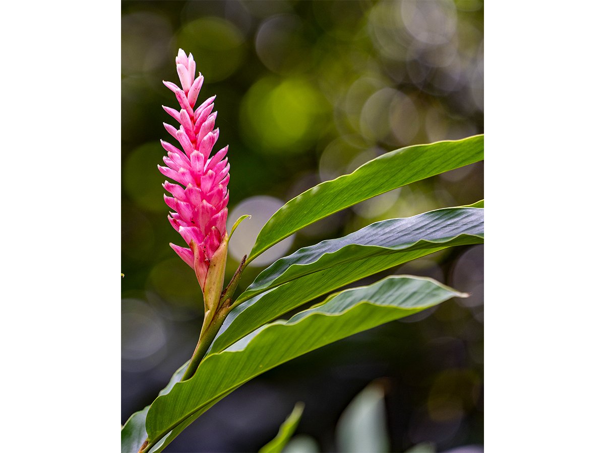 Pink Ginger - St Lucia.jpg