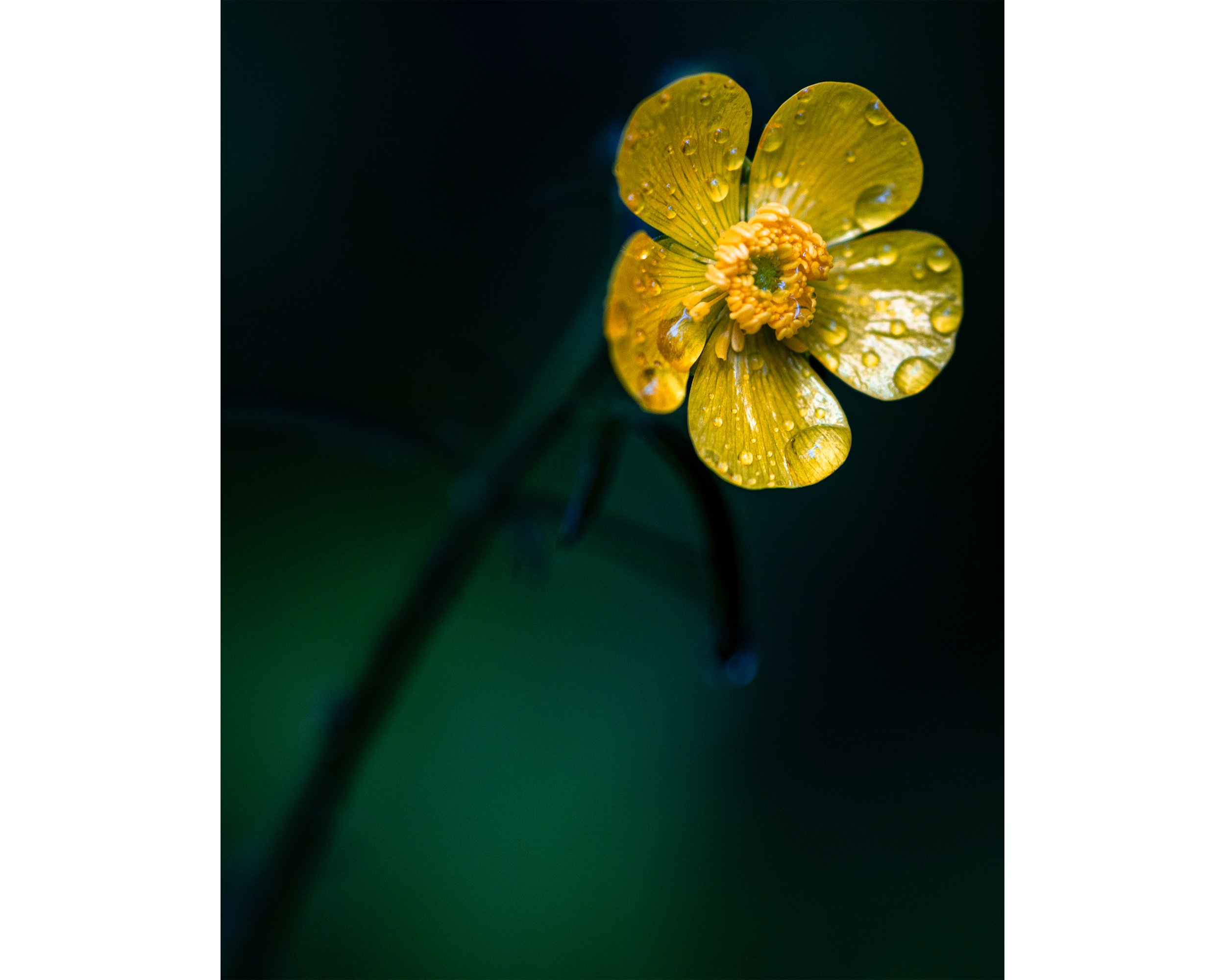 Summer Showers 8x10 4x5.jpg