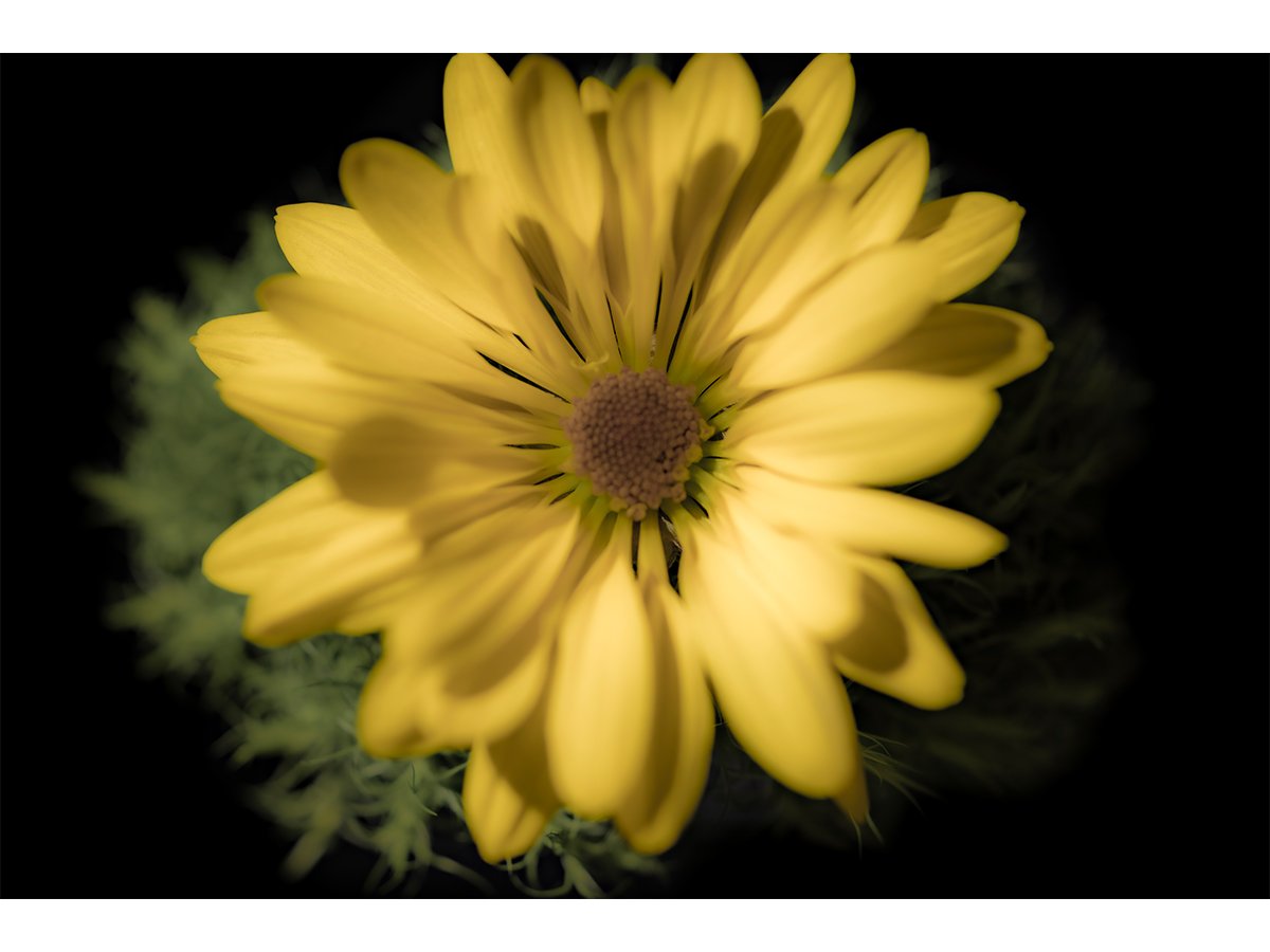 Flower 3