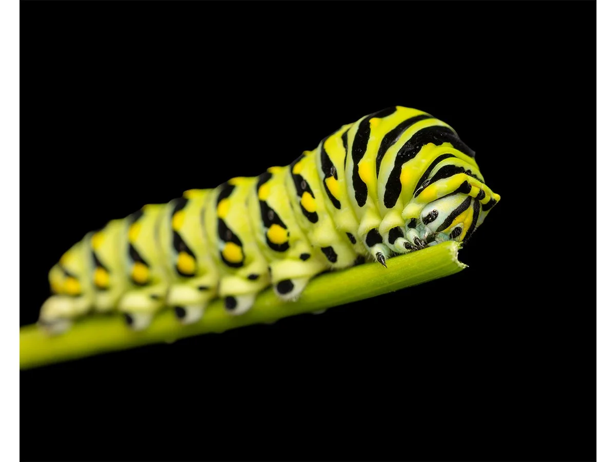 Black Swallowtail Caterpillar
