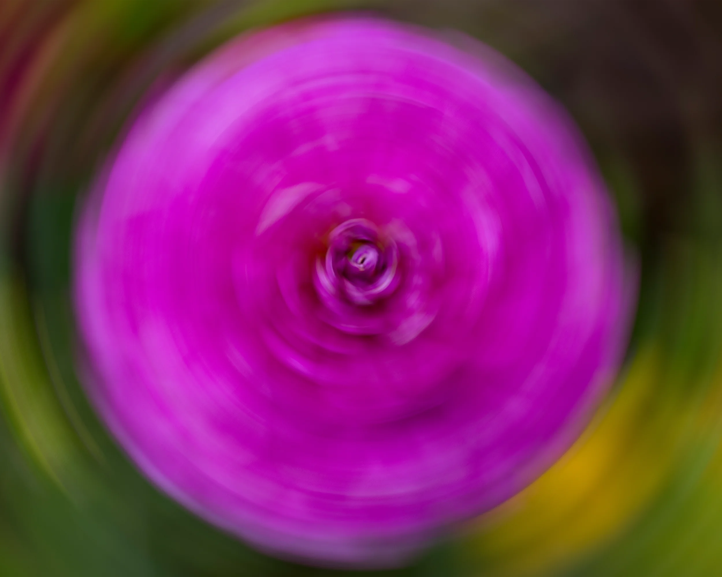 Into The Bloom 8x10 4x5T WebP.webp