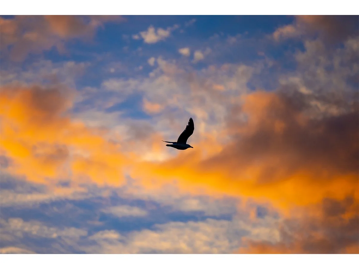 Dusk Flight
