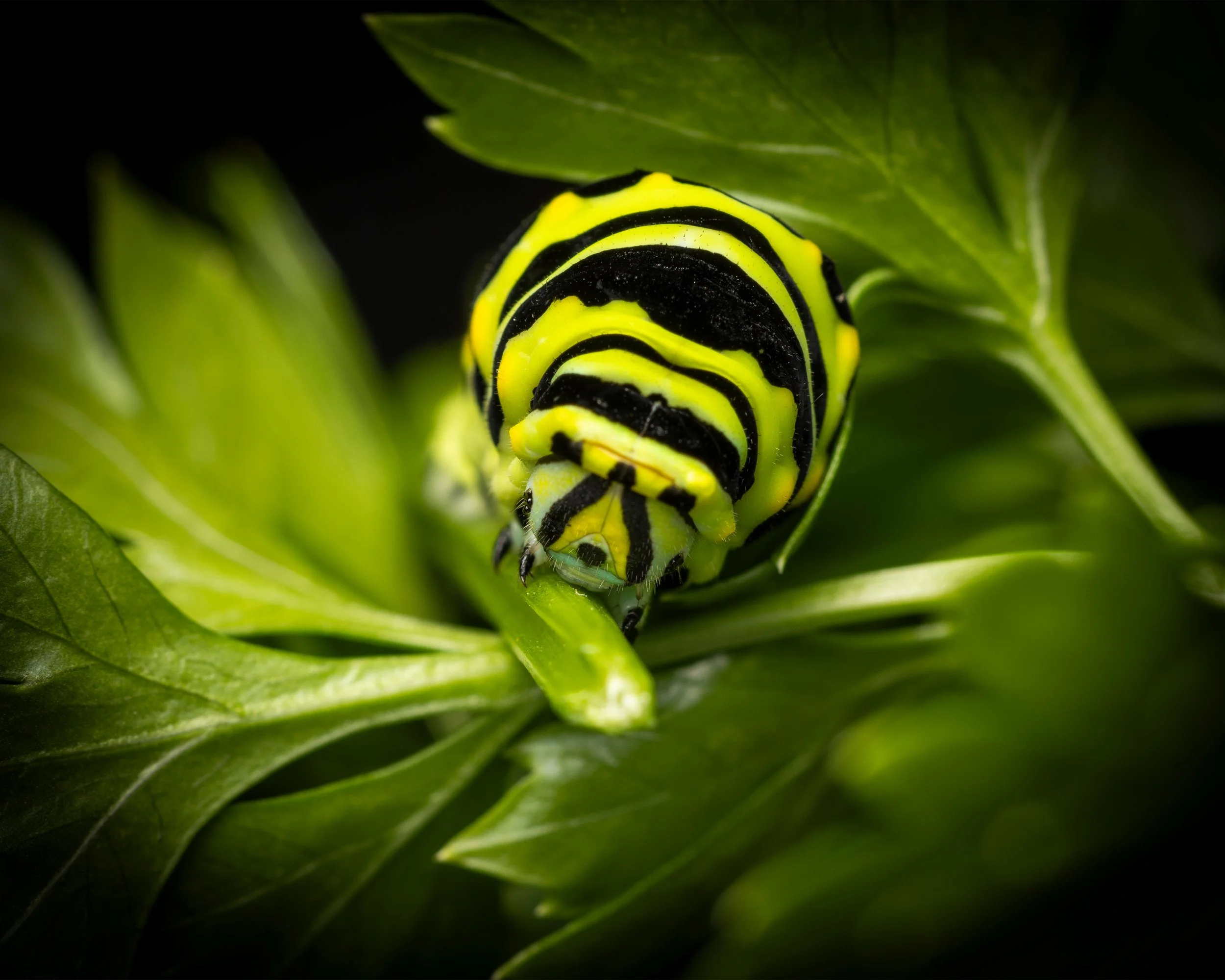 Black Swallowtail Caterpillar No. 2 4x3.jpg