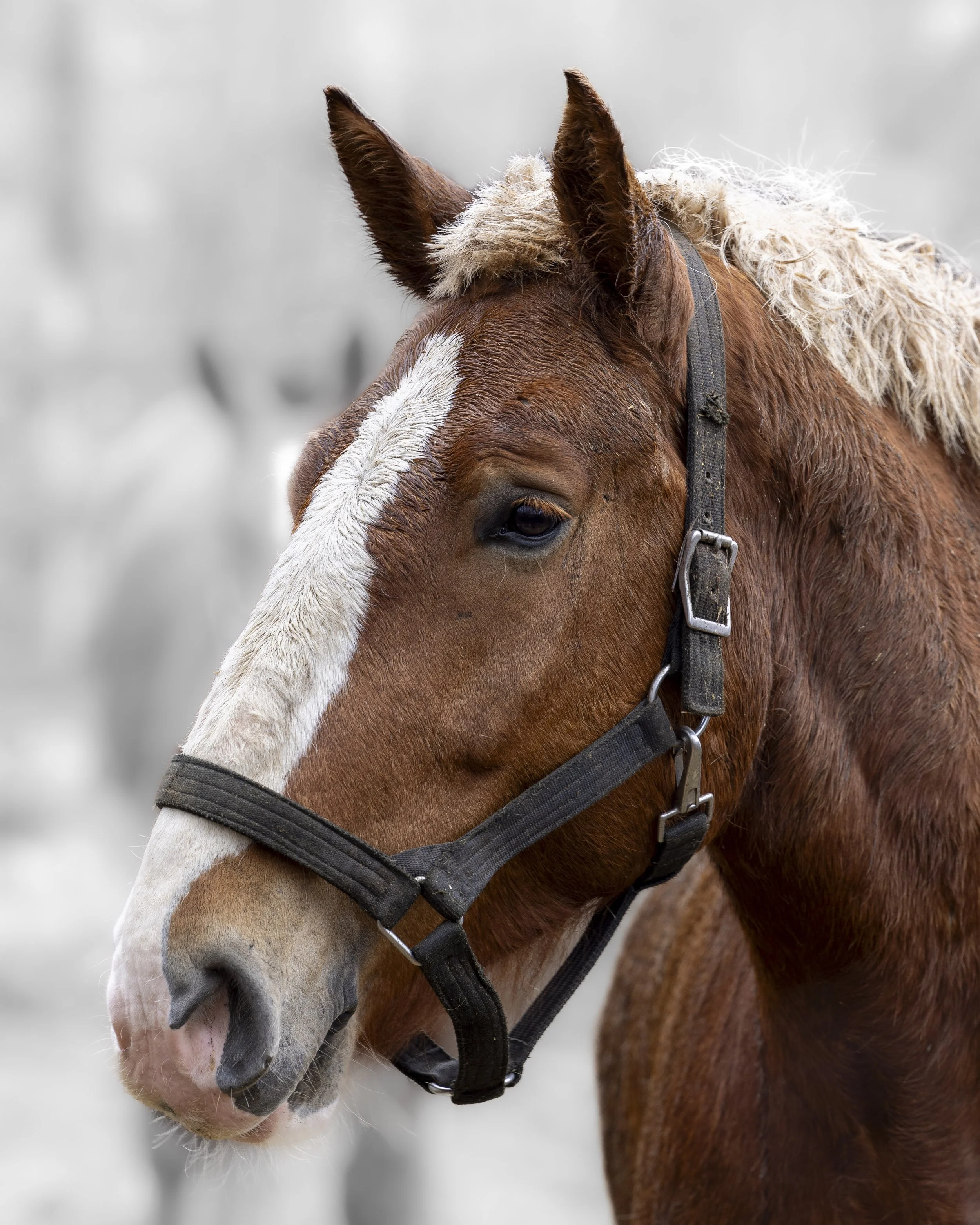 Horsepower Profile - Mackinac Island, MI.jpg