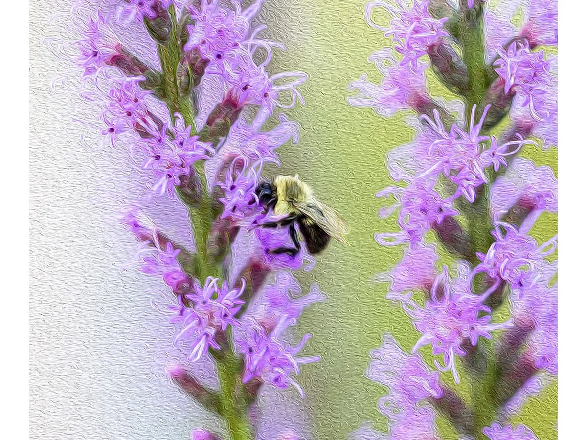 Poli - Atlanta, GA.jpg