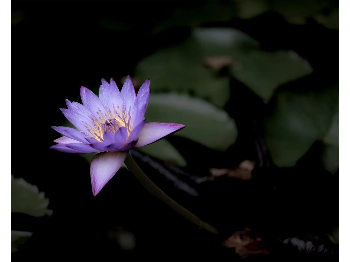 Purple Lotus.jpg