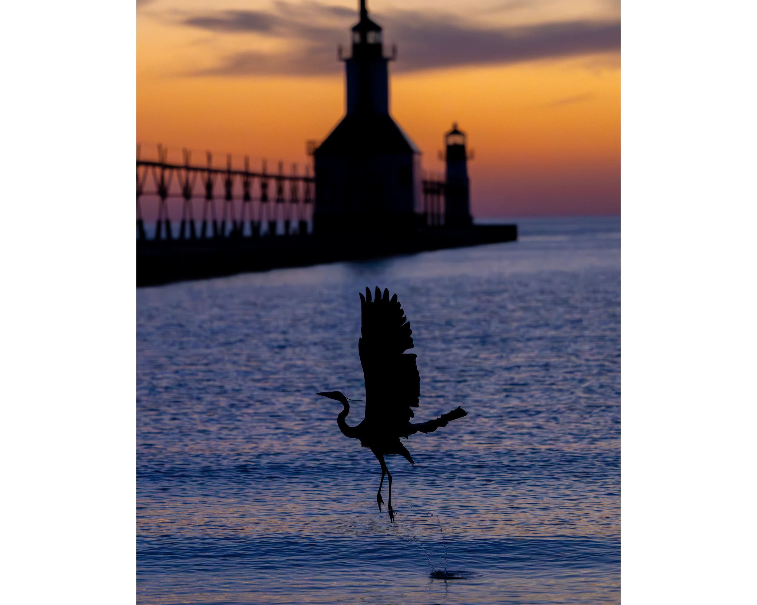 Flight Of The Heron