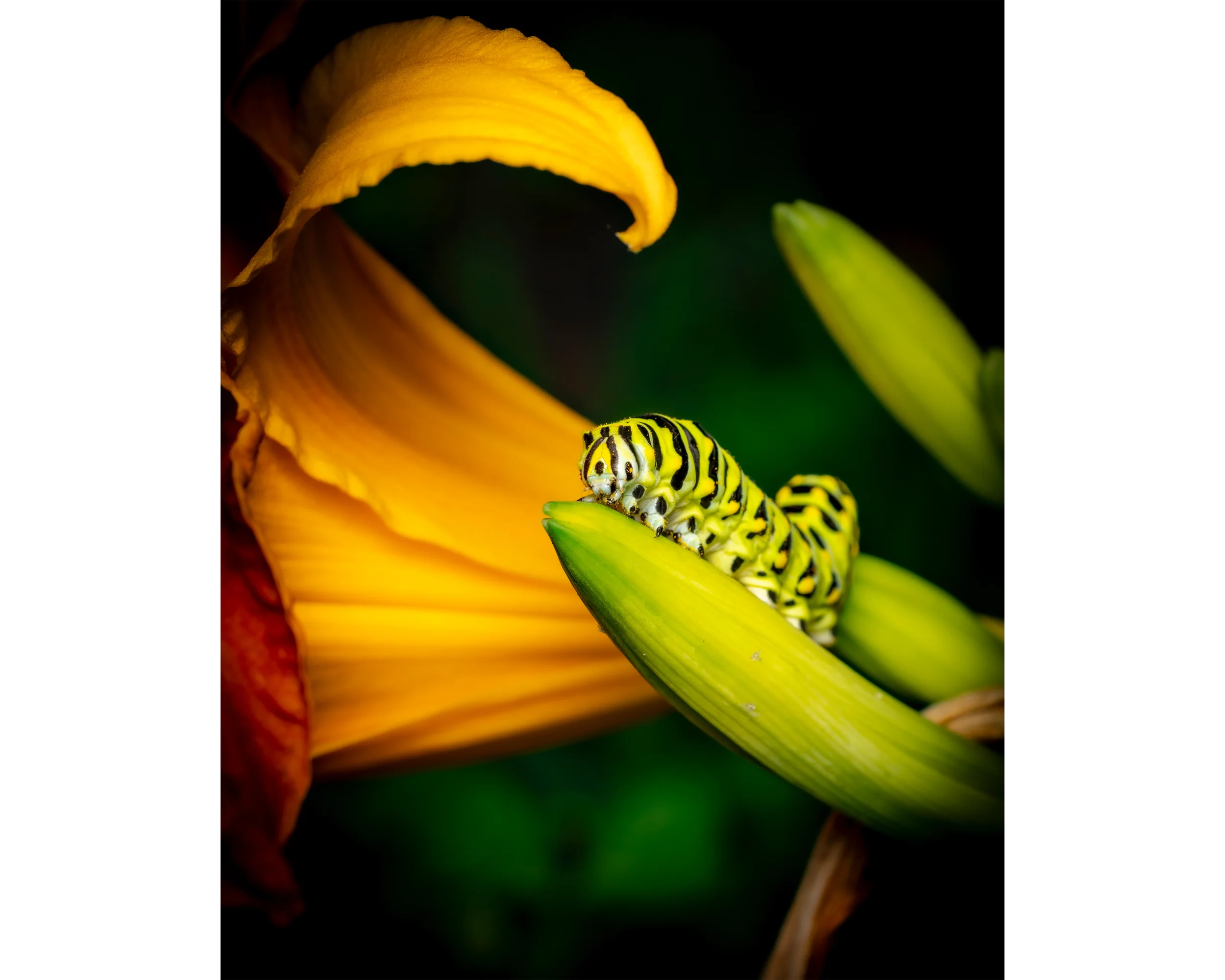 Black Swallowtail Caterpillar No. 4 8x10 4x5T WebP.webp
