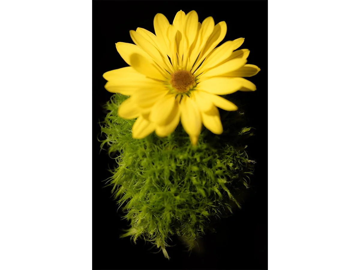 Flower 4
