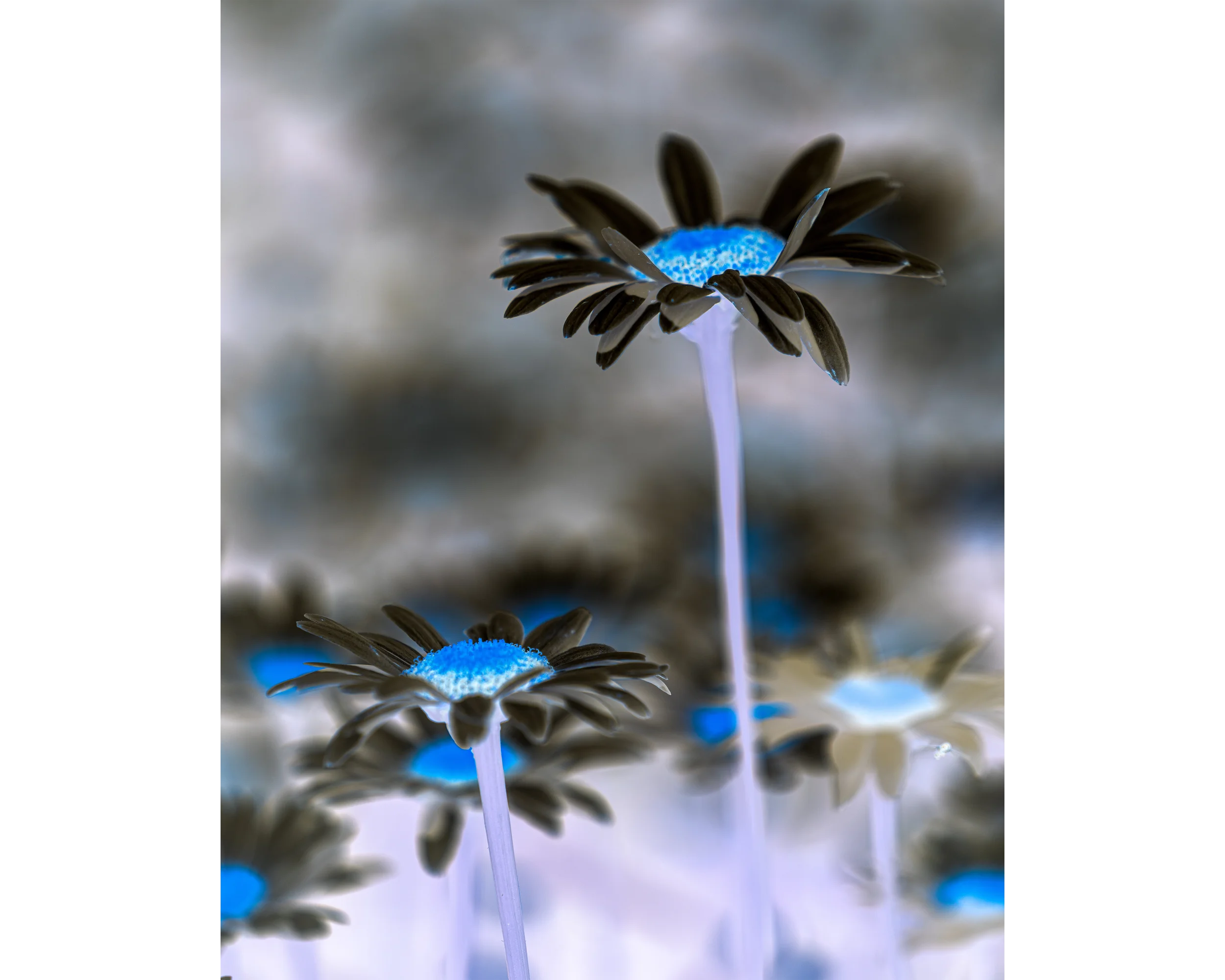Big and Little Daisy Negative 8x10 4x5T WebP (1).webp