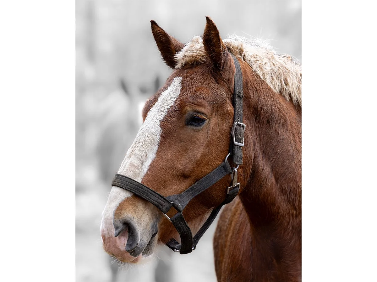 Horsepower Profile