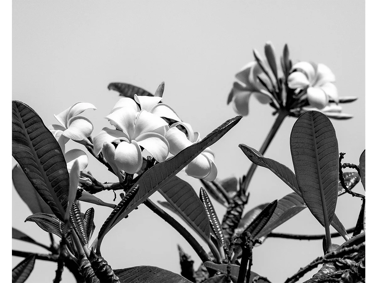 Barbados Blooms