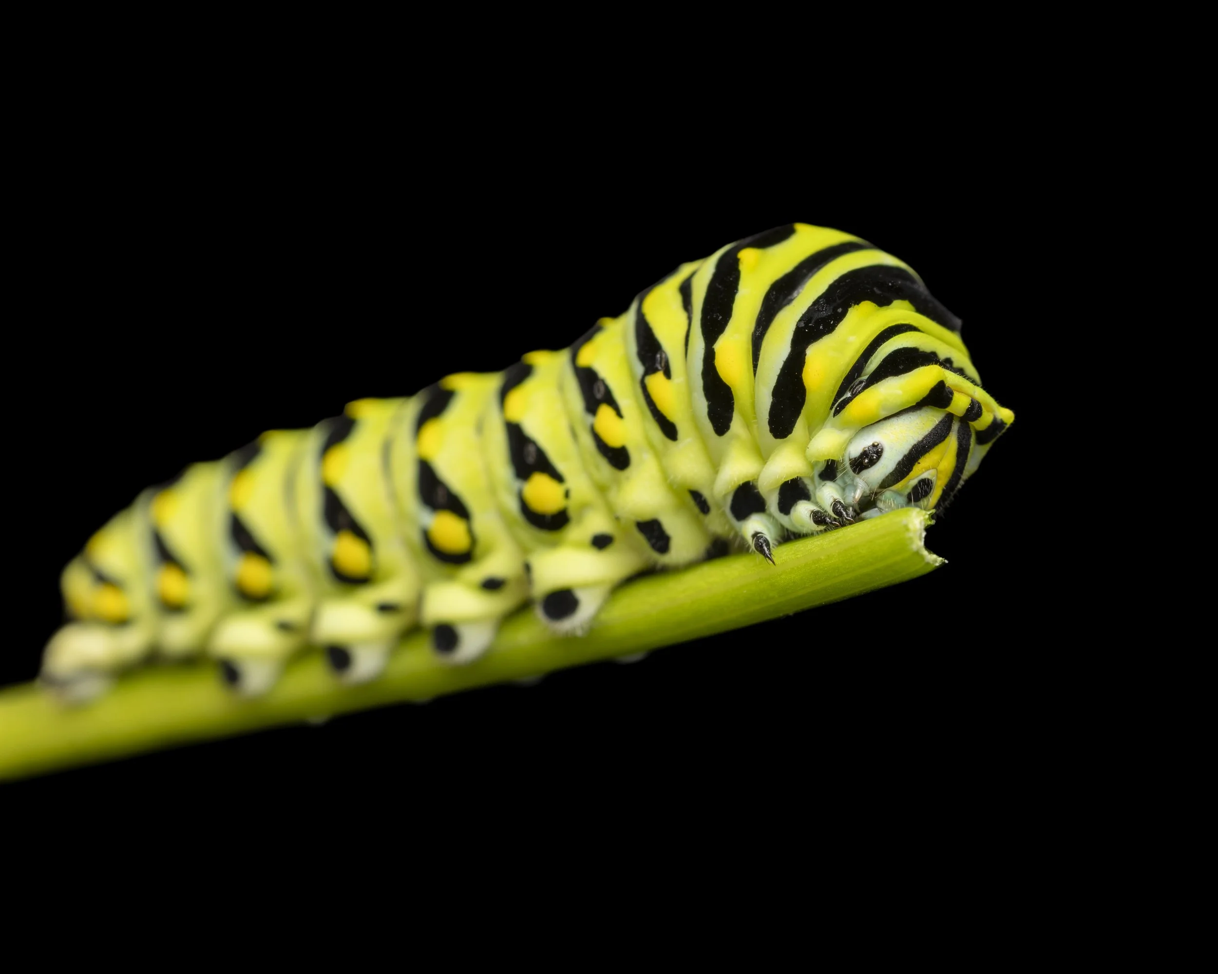 Black Swallowtail Caterpillar