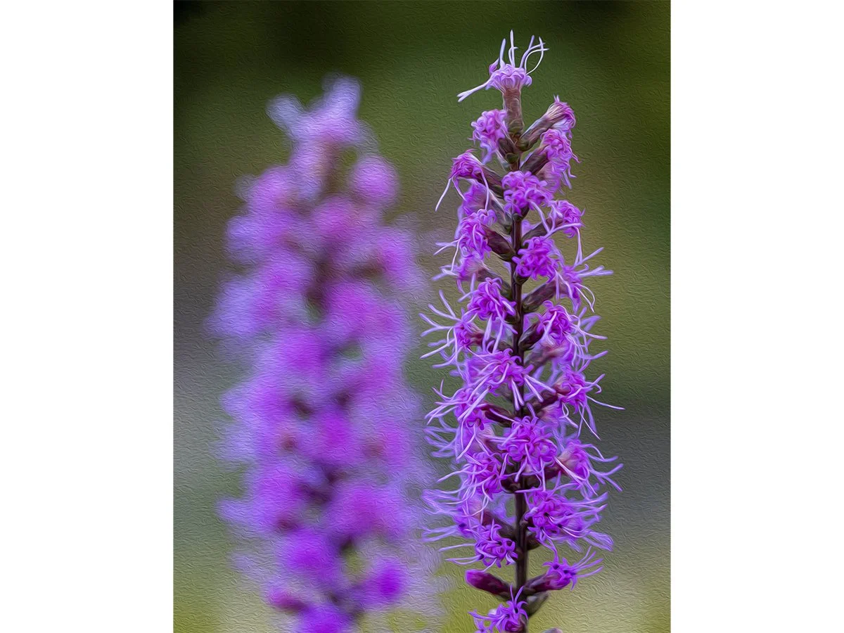 Atlanta Garden Flowers