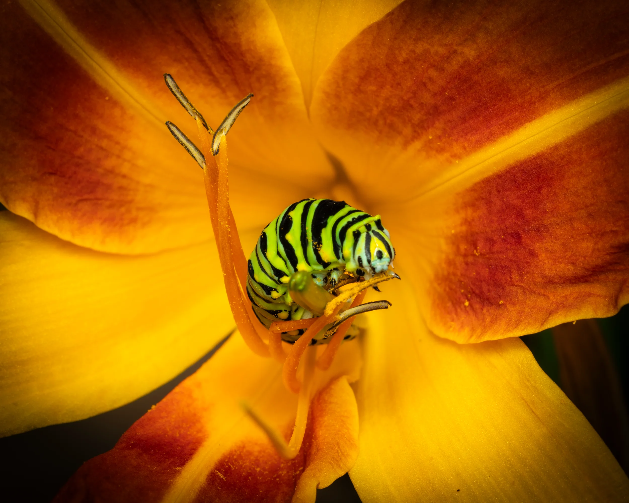 Black Swallowtail Caterpillar No. 3 8x10 4x5T WebP.webp