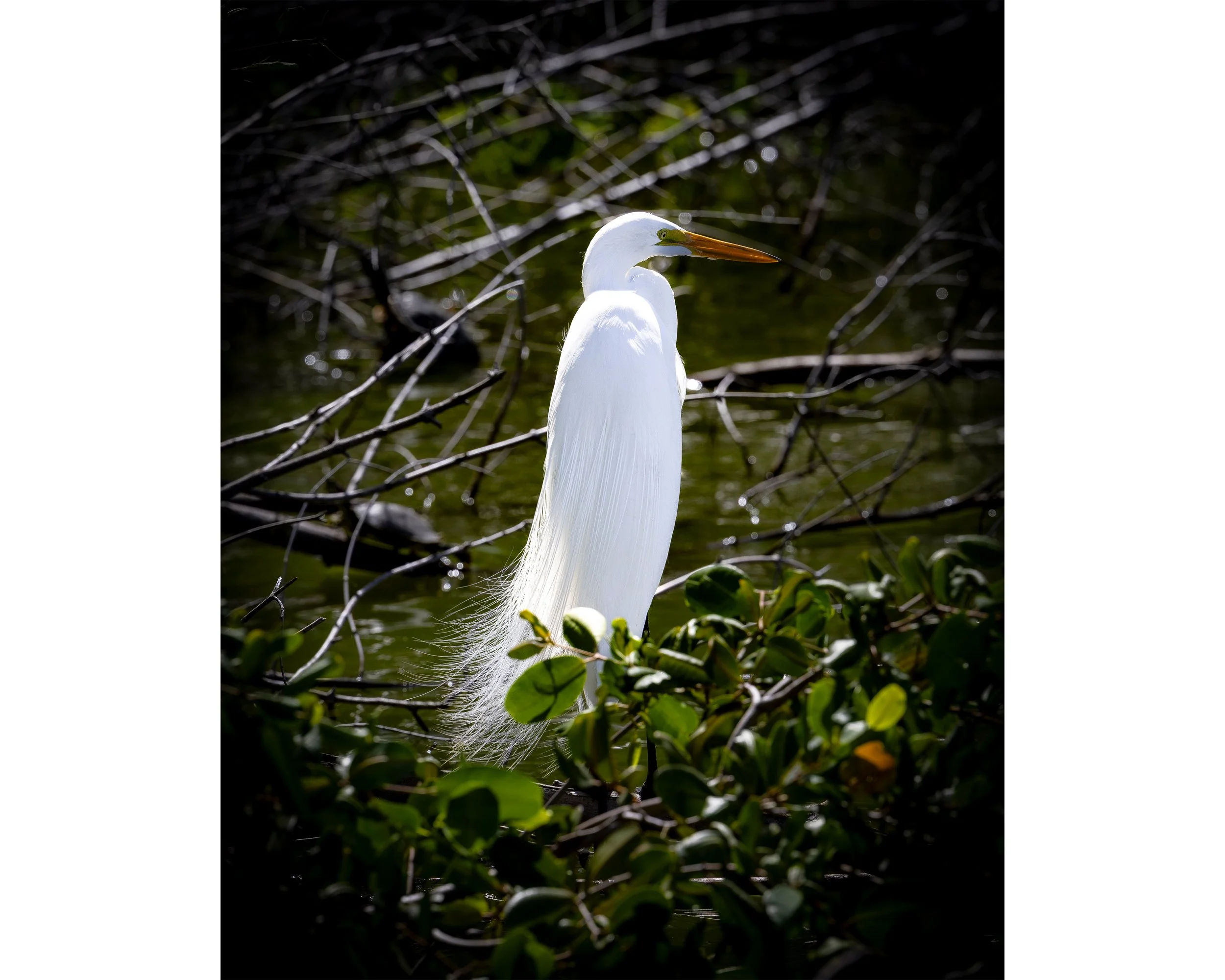 St. Maarten's Great Egret