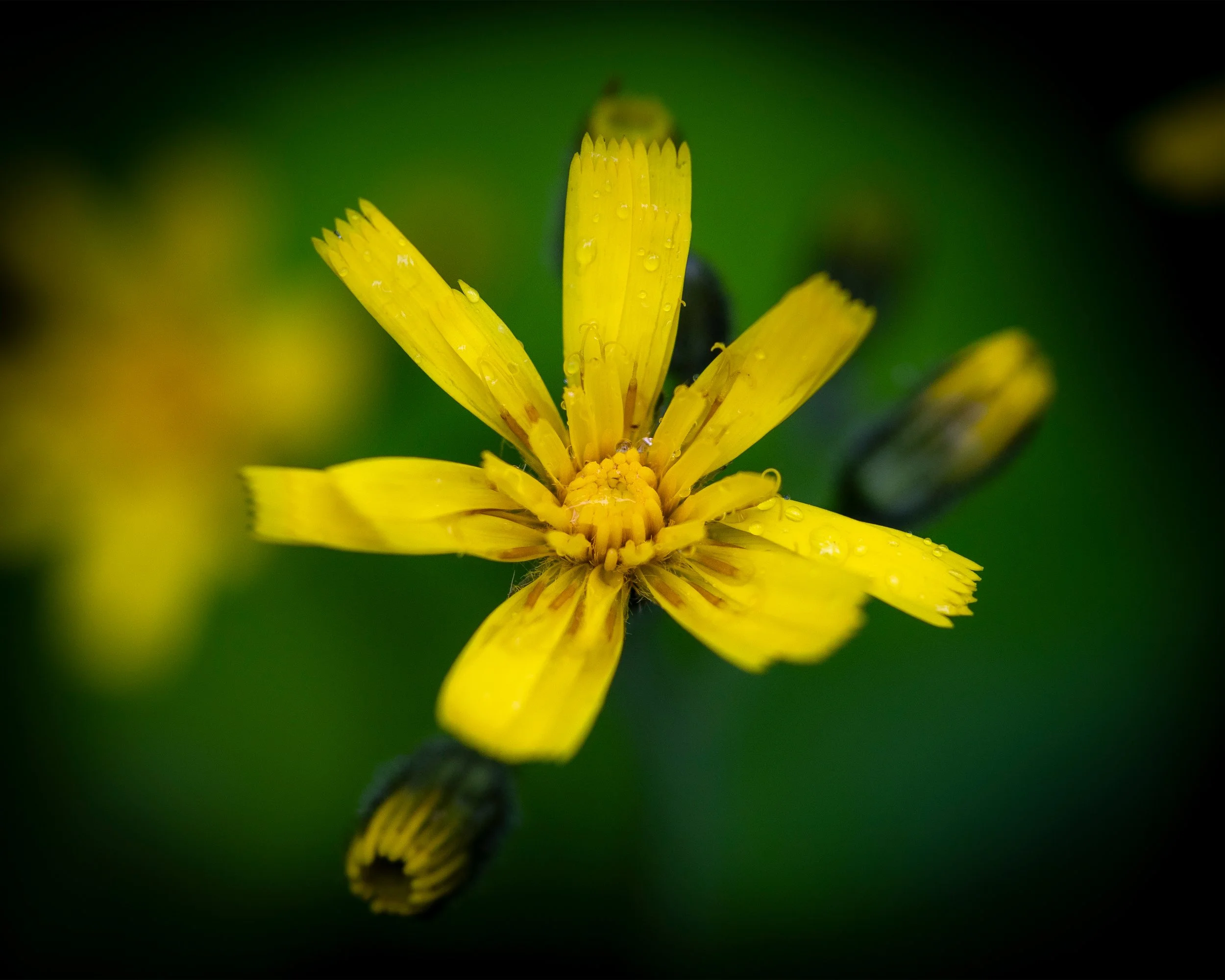 Raindrops On Yellow 8x10 4x5.jpg