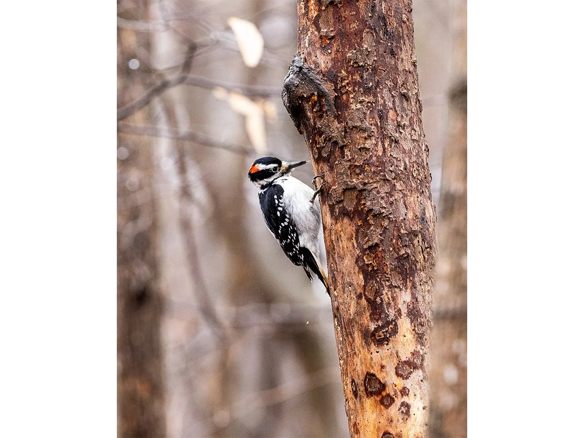 Woodpecker 1 - Mackinac Island, MI.jpg