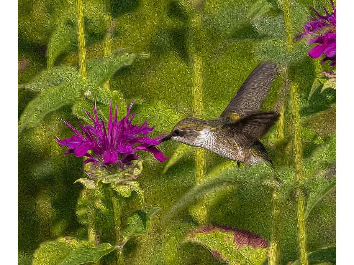 JoBird