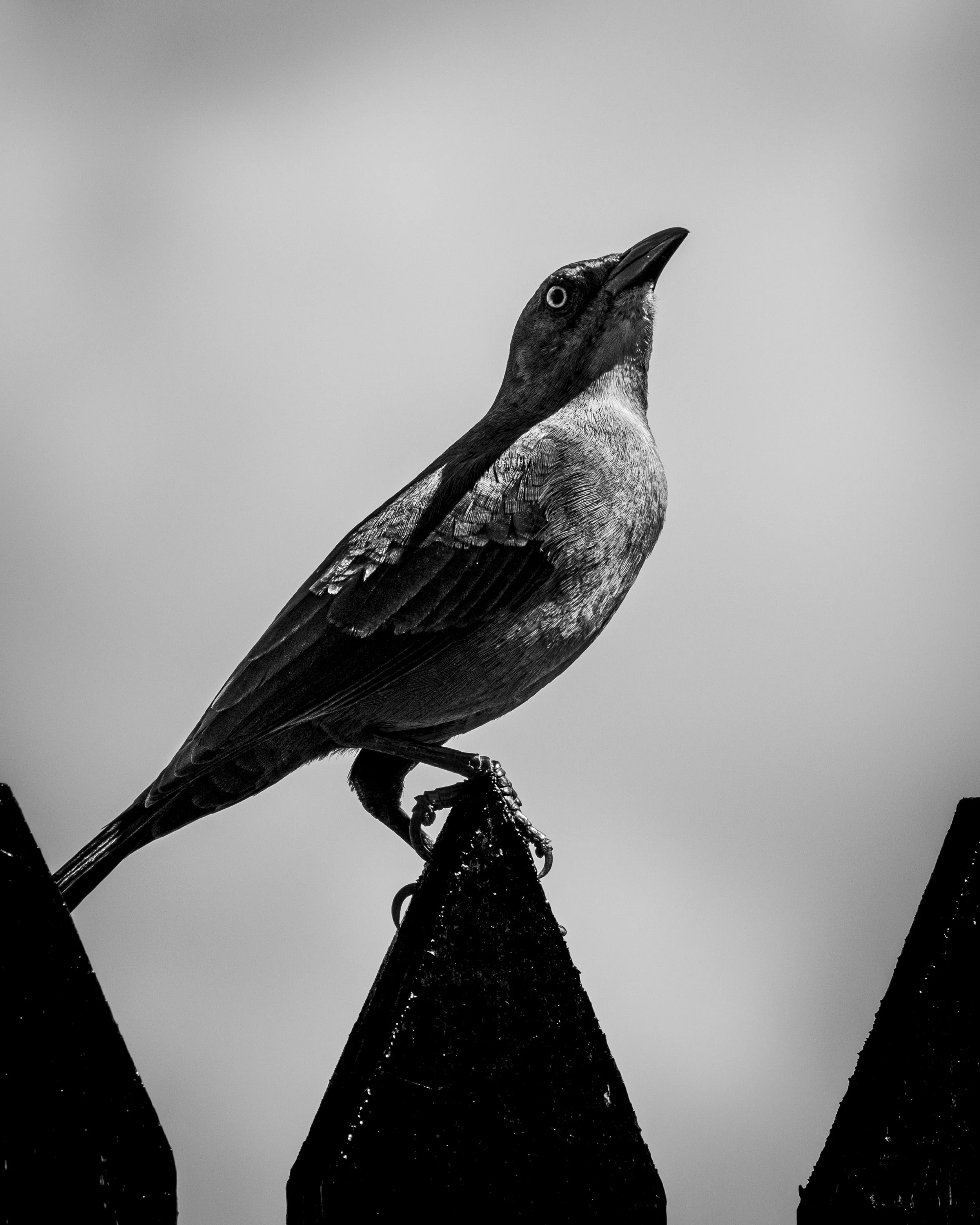 Bravado - St Lucia.jpg