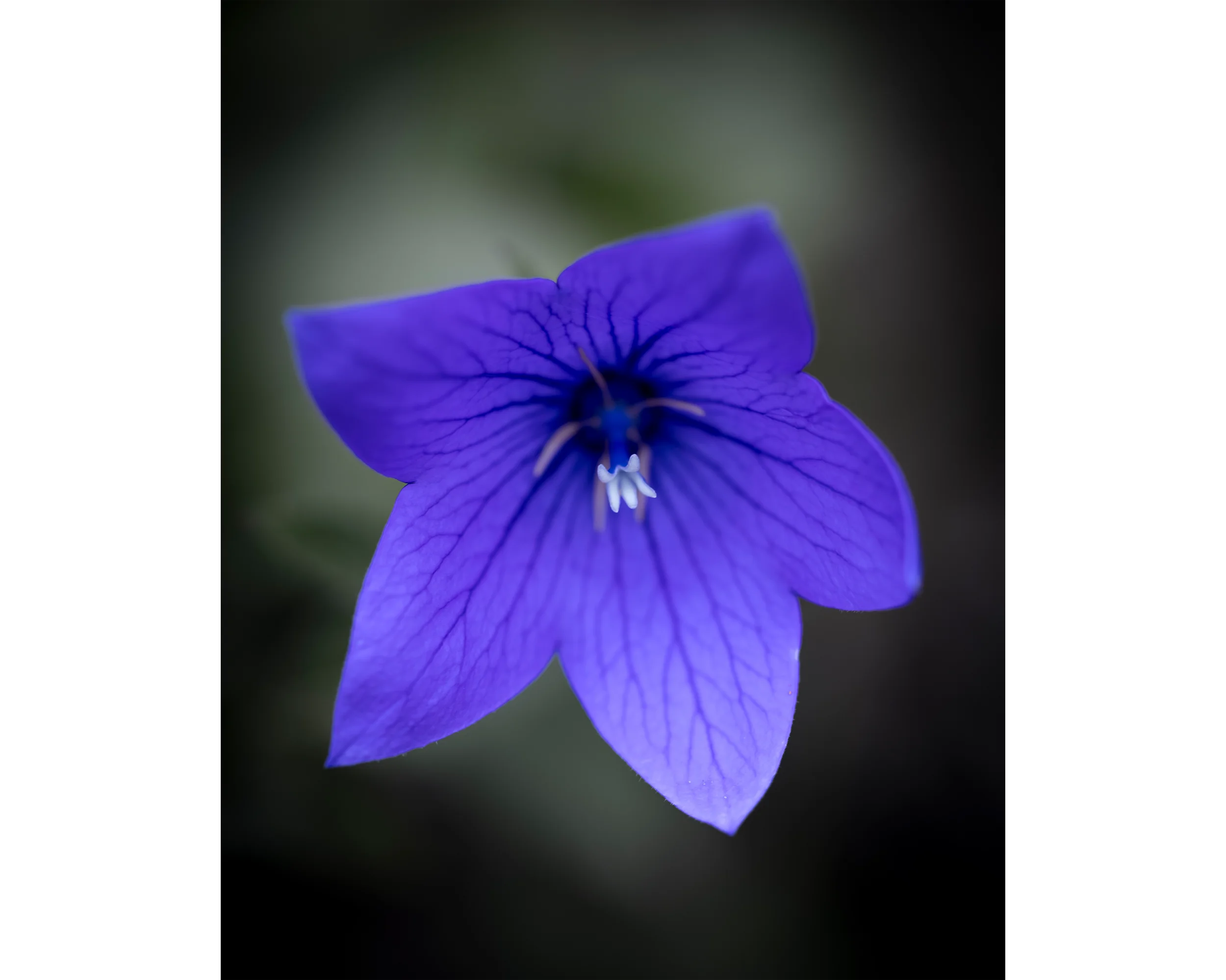 Violet Femme 8x10 4x5T WebP.webp
