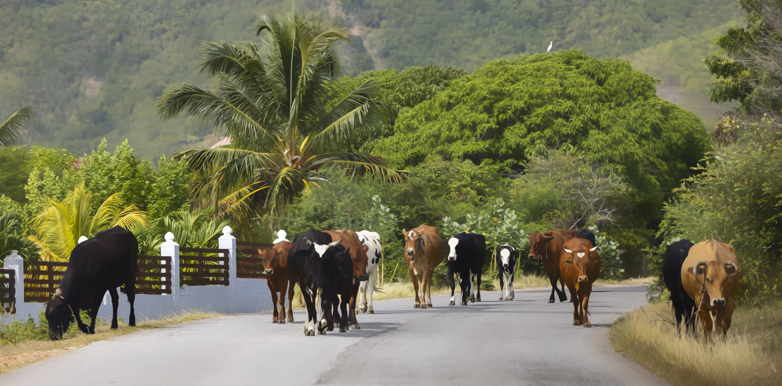 Caribbean Cattle 15x30.jpg